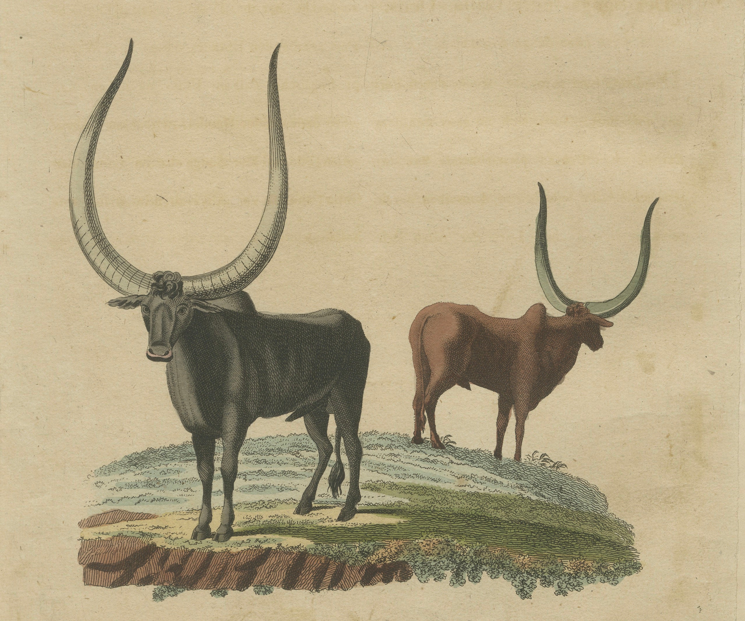 Antique African Sanga Longhorn Cattle Engraving – Bertuch, c.1810