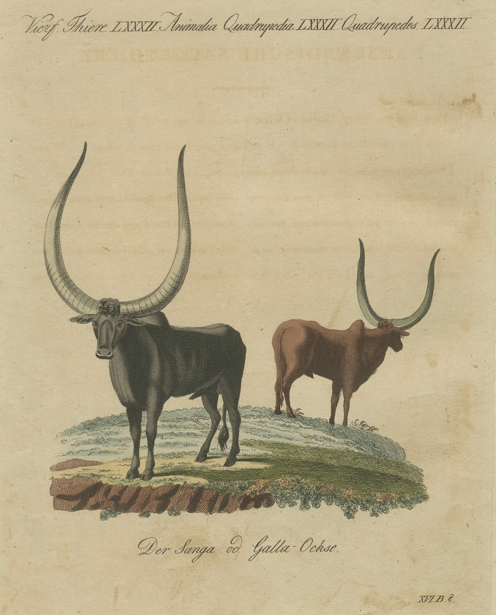 Antique African Sanga Longhorn Cattle Engraving – Bertuch, c.1810