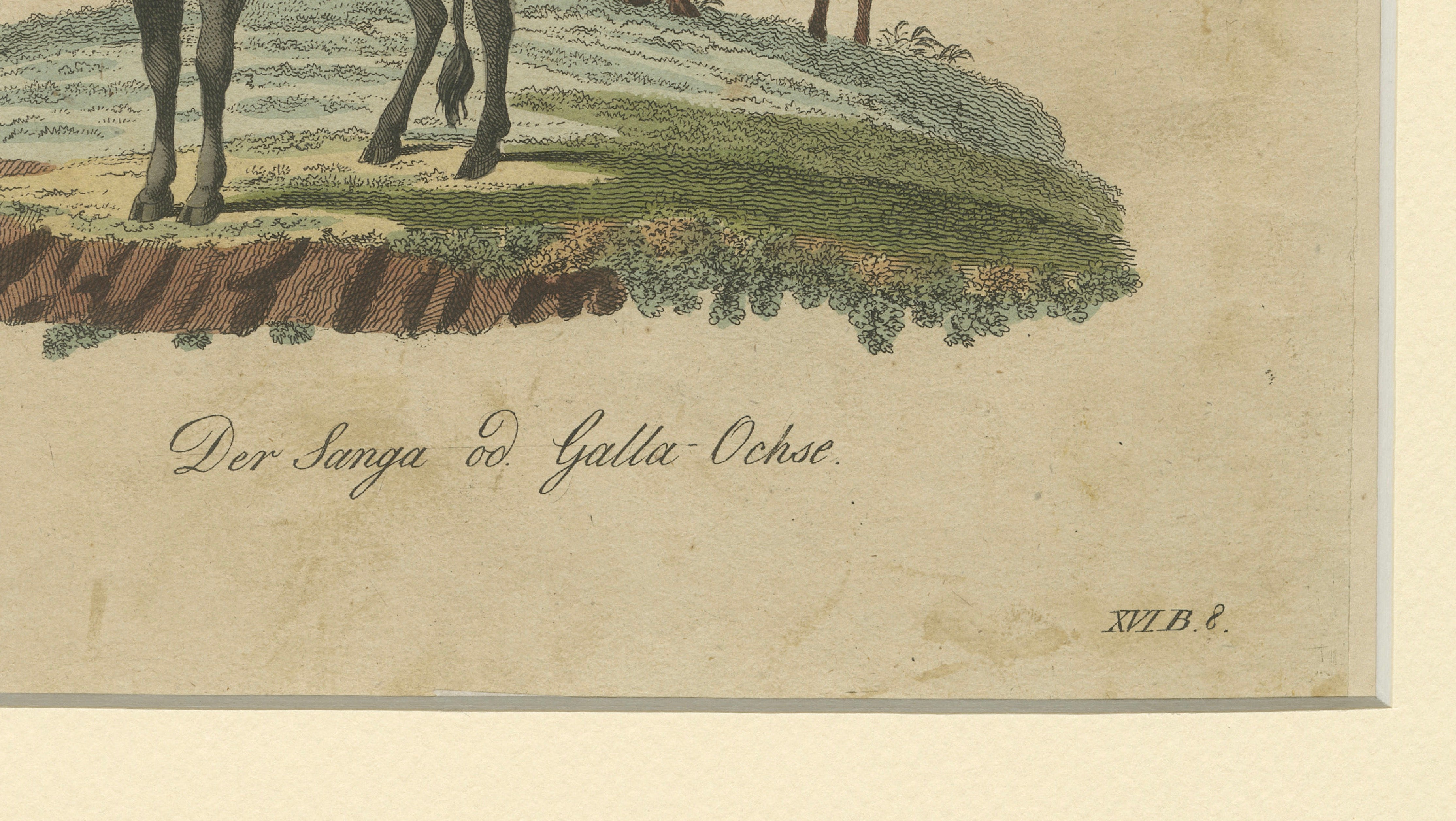 Antique African Sanga Longhorn Cattle Engraving – Bertuch, c.1810