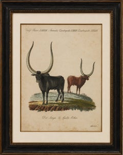 Antique African Sanga Longhorn Cattle Engraving – Bertuch, c.1810