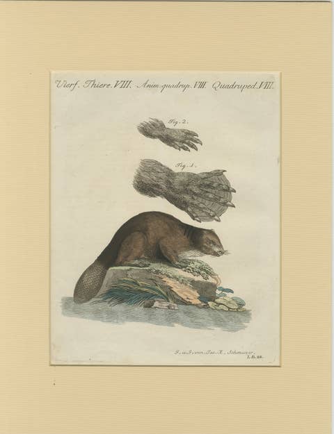 Antique Beaver with Webbed Feet Engraving – Bertuch, c. 1792