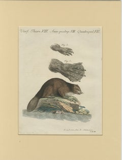 Antique Beaver with Webbed Feet Engraving – Bertuch, c. 1792