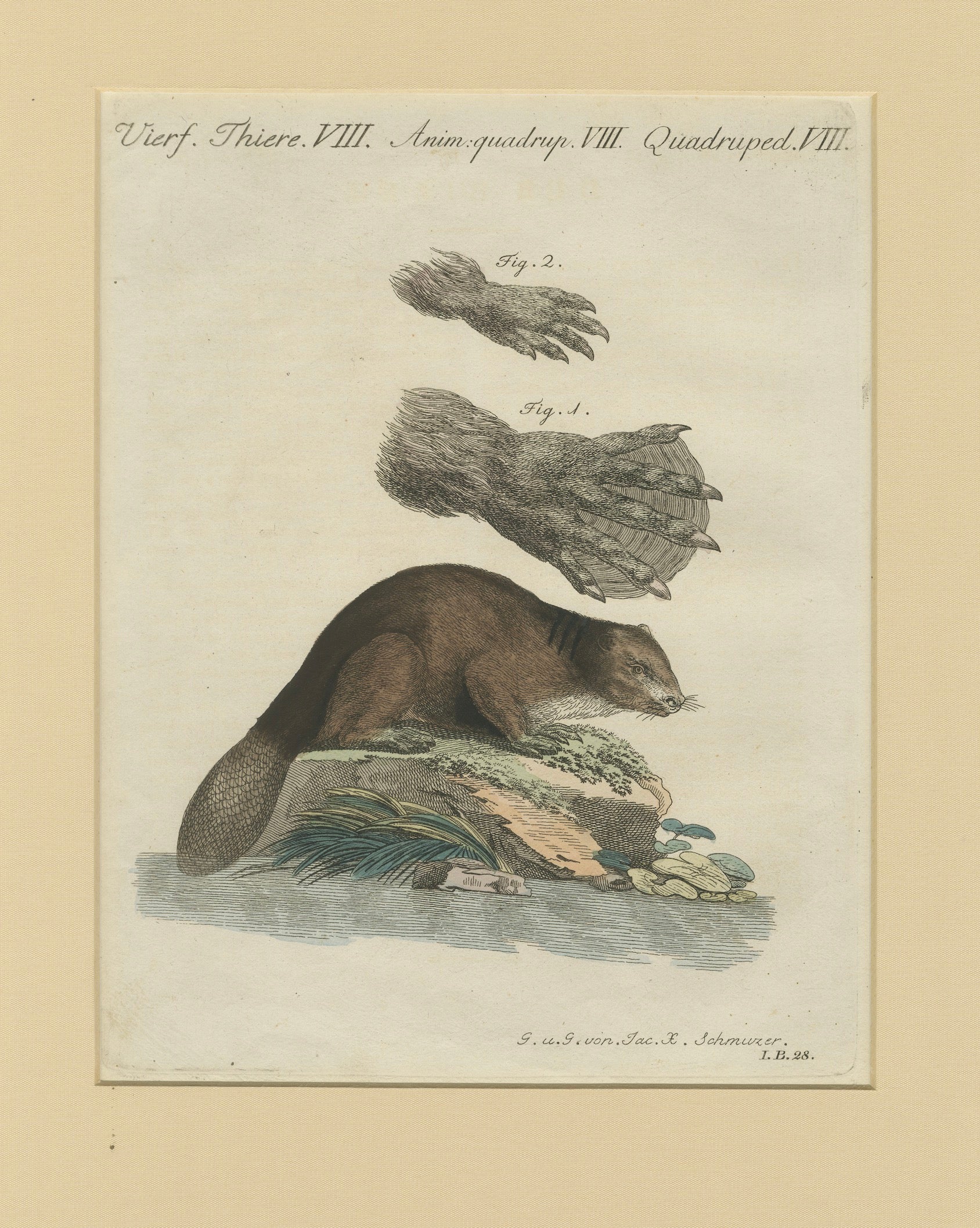 Antique Beaver with Webbed Feet Engraving – Bertuch, c. 1792