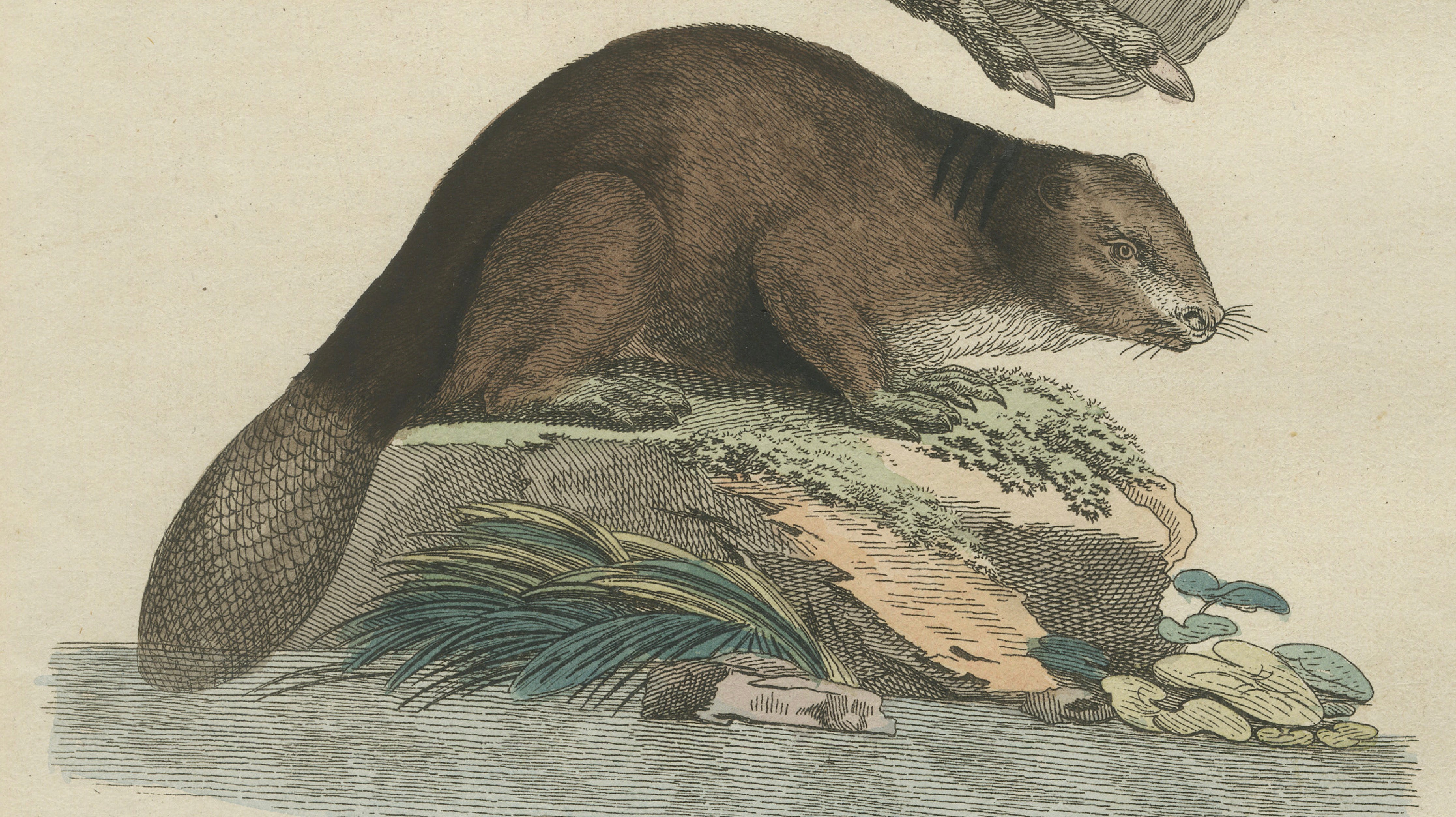 Antique Beaver with Webbed Feet Engraving – Bertuch, c. 1792