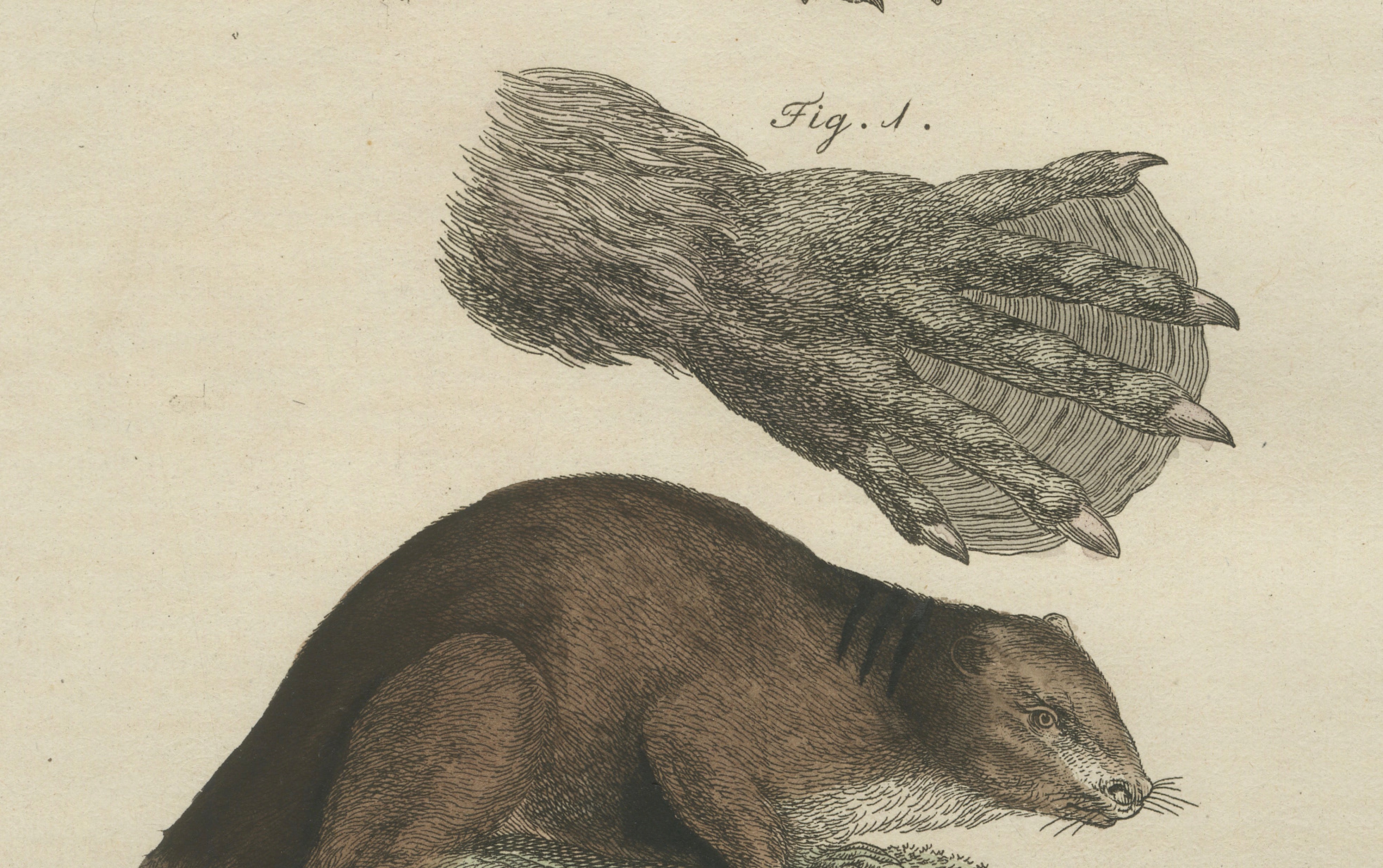 Antique Beaver with Webbed Feet Engraving – Bertuch, c. 1792