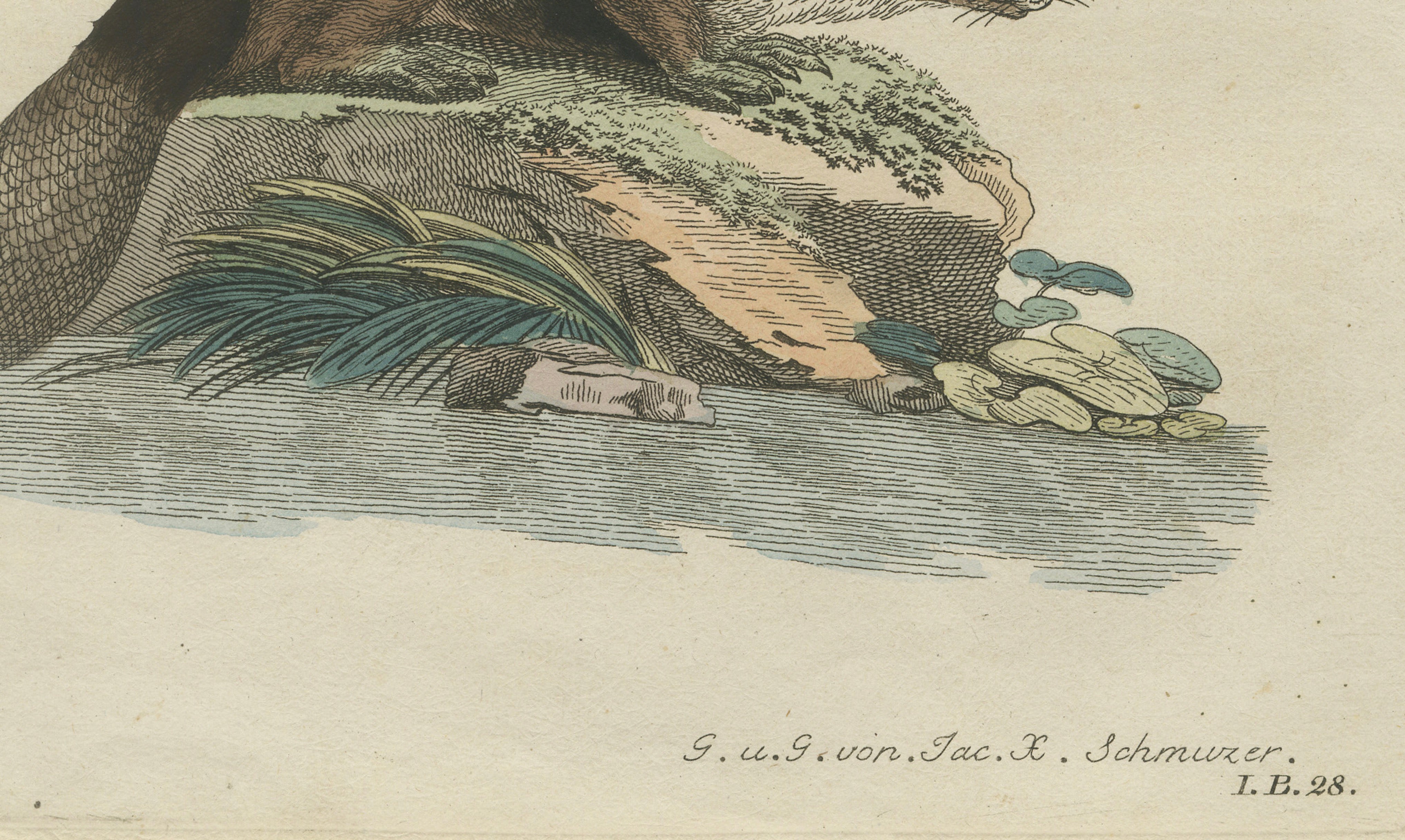 Antique Beaver with Webbed Feet Engraving – Bertuch, c. 1792