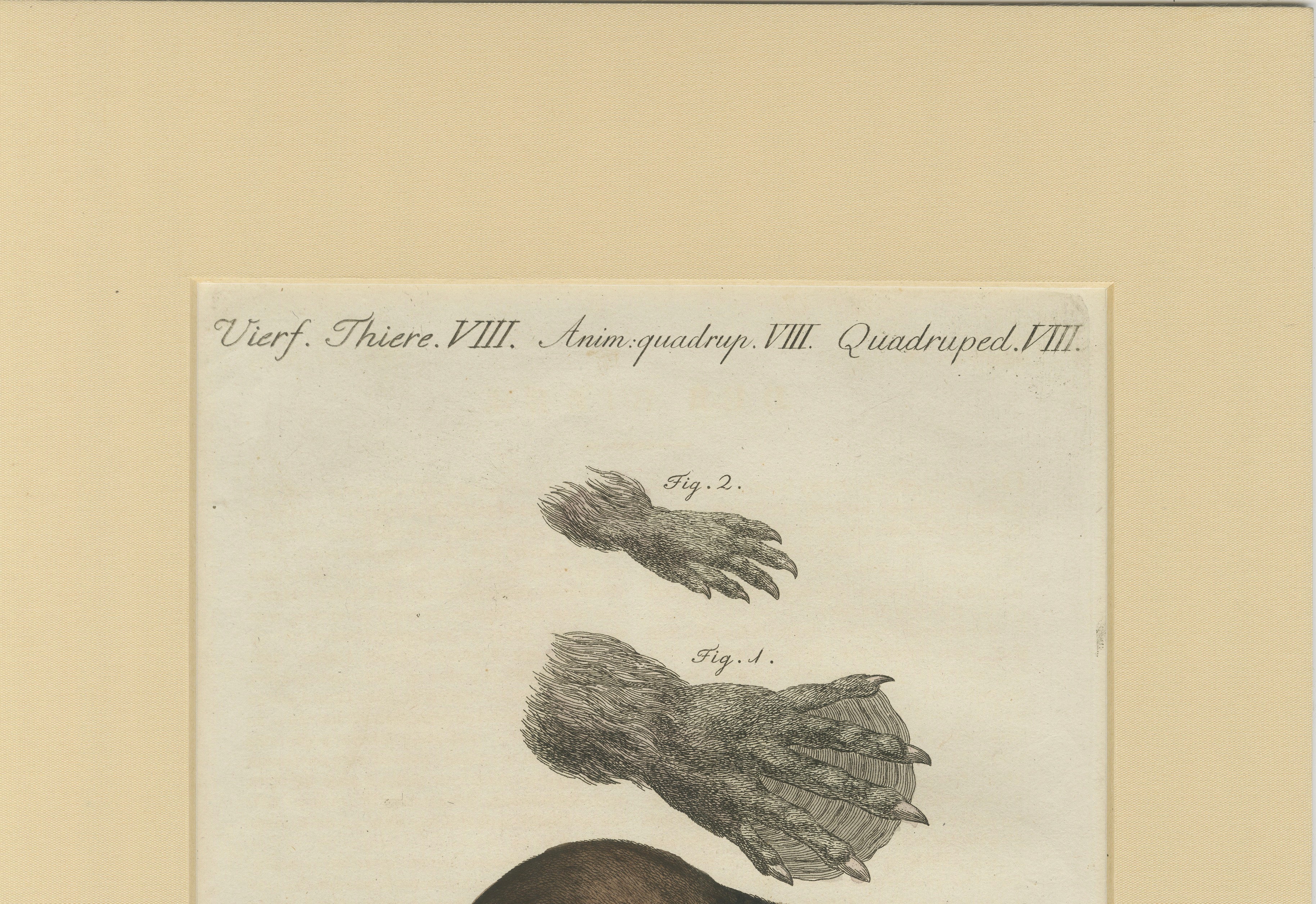 Antique Beaver with Webbed Feet Engraving – Bertuch, c. 1792