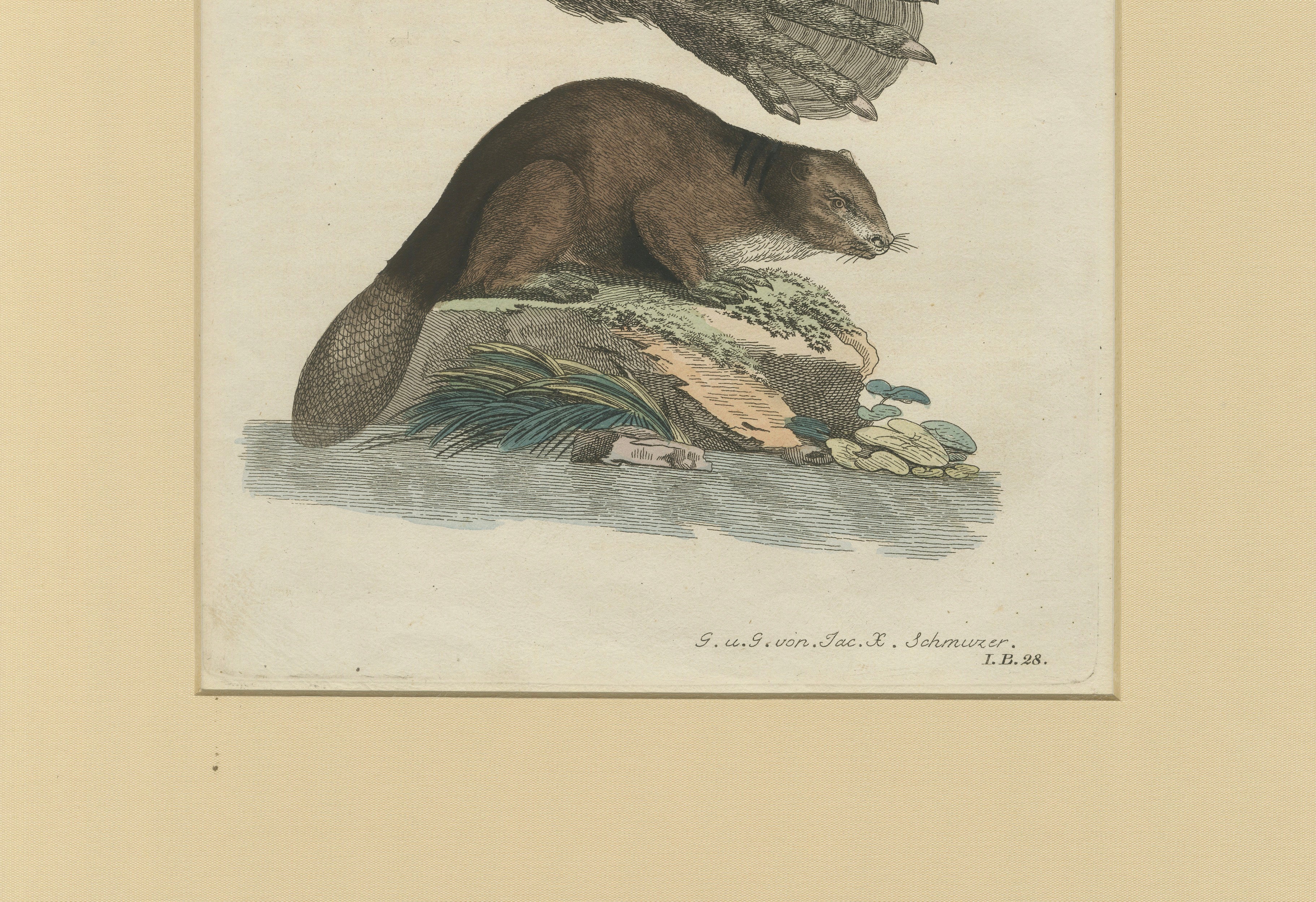 Antique Beaver with Webbed Feet Engraving – Bertuch, c. 1792