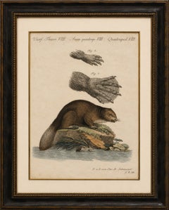 Antique Beaver with Webbed Feet Engraving – Bertuch, c. 1792