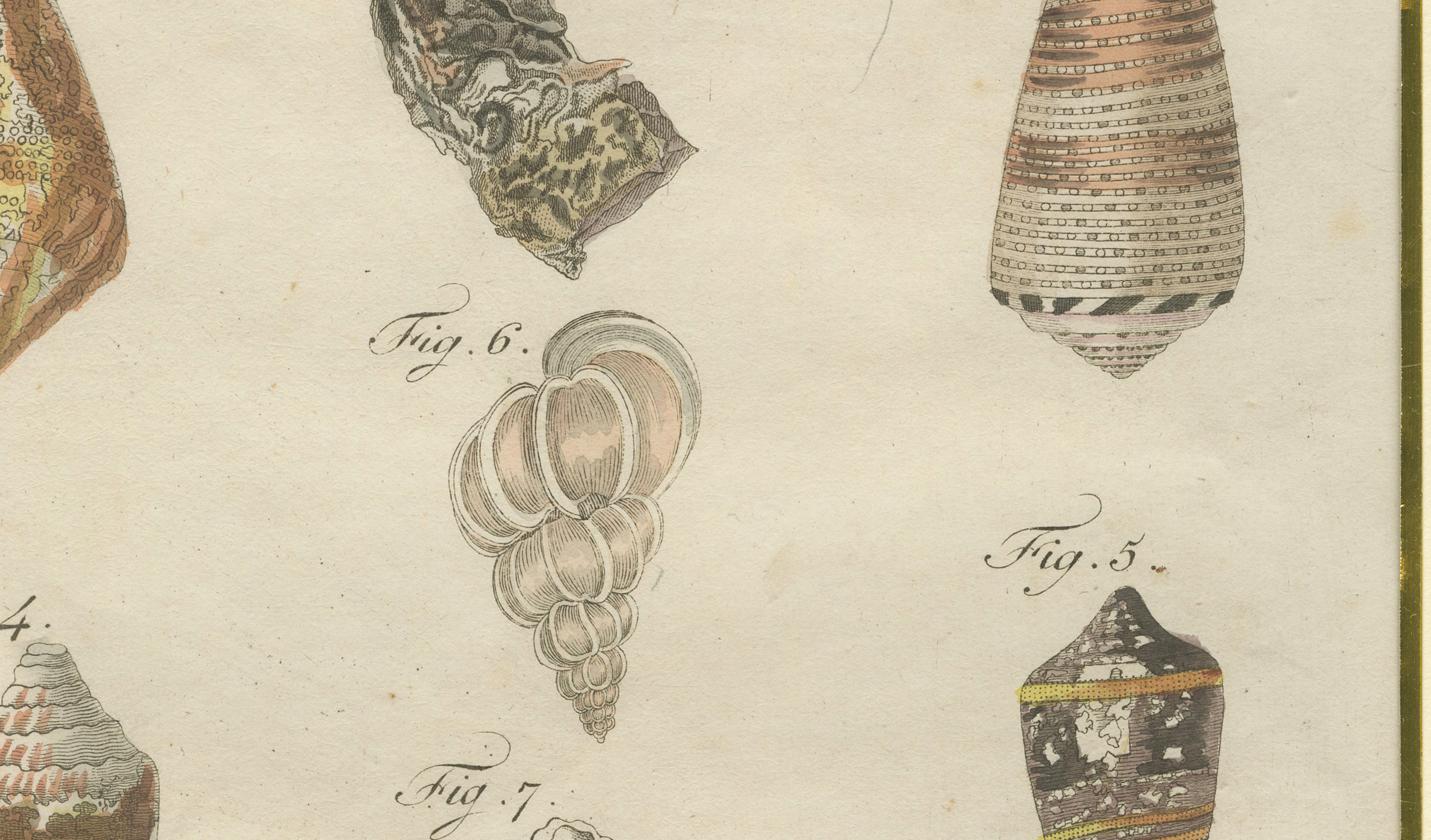 Antique Exotic Seashells & Cone Shells Engraving – Bertuch, c.1800