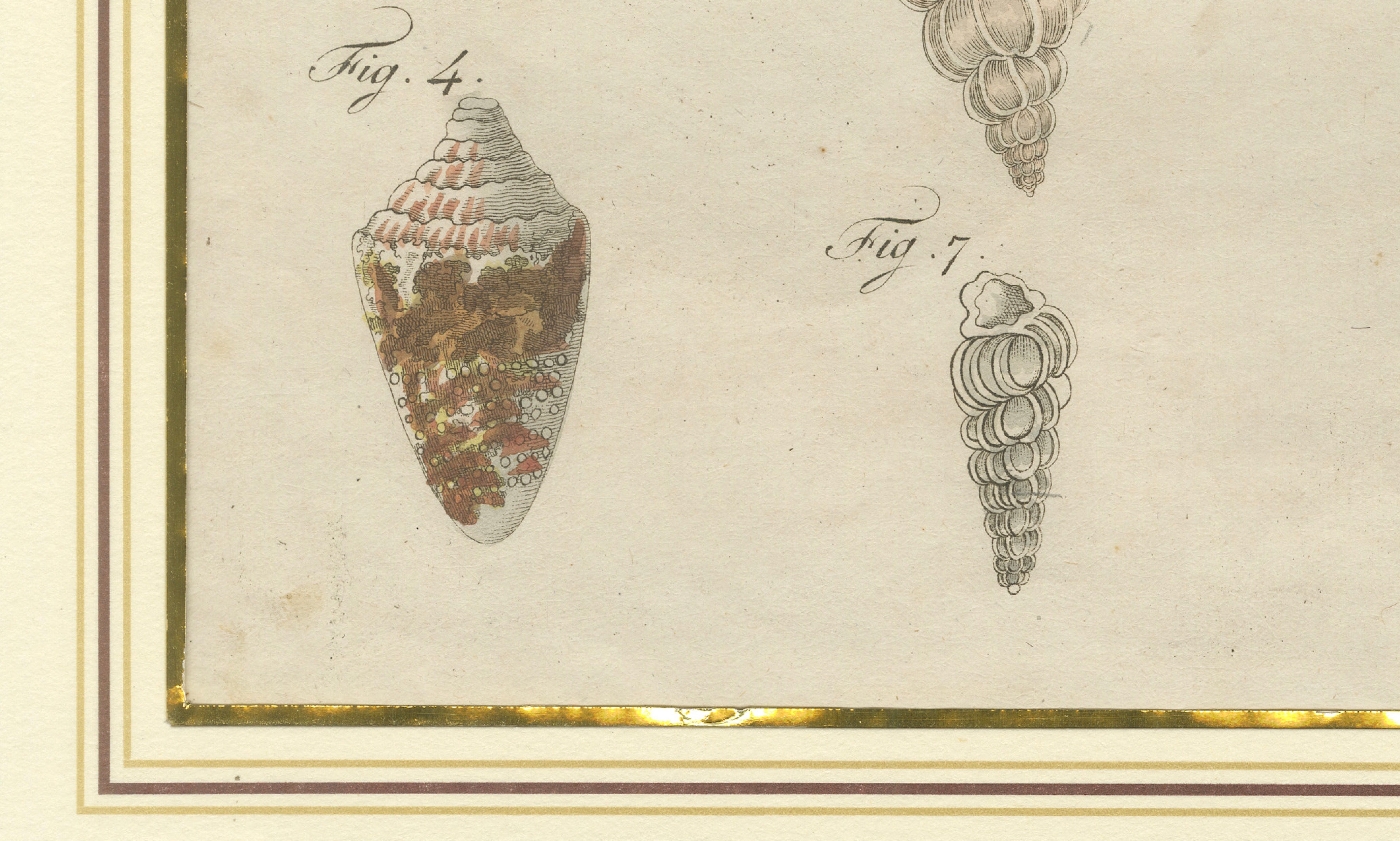 Antique Exotic Seashells & Cone Shells Engraving – Bertuch, c.1800