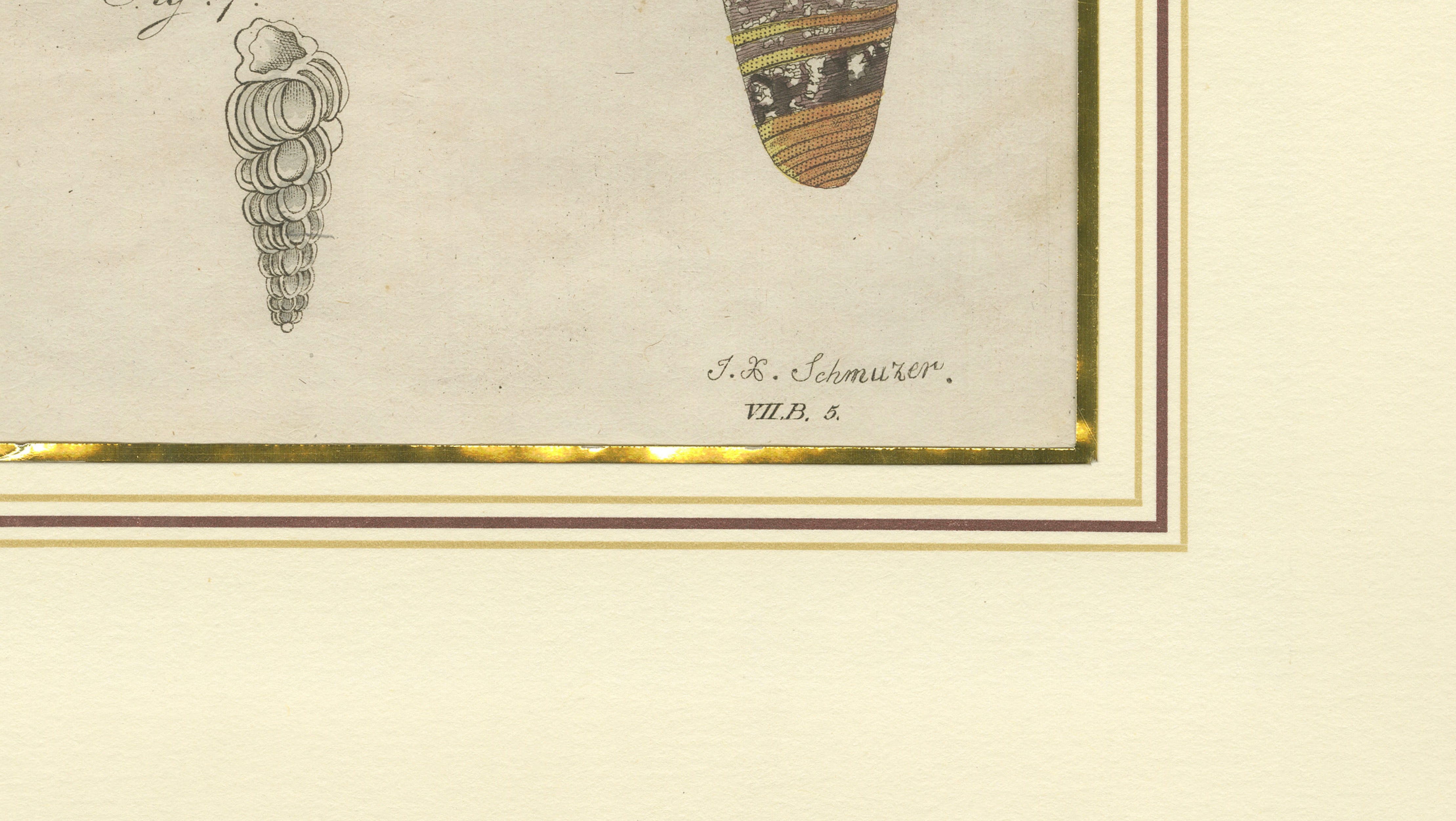 Antique Exotic Seashells & Cone Shells Engraving – Bertuch, c.1800
