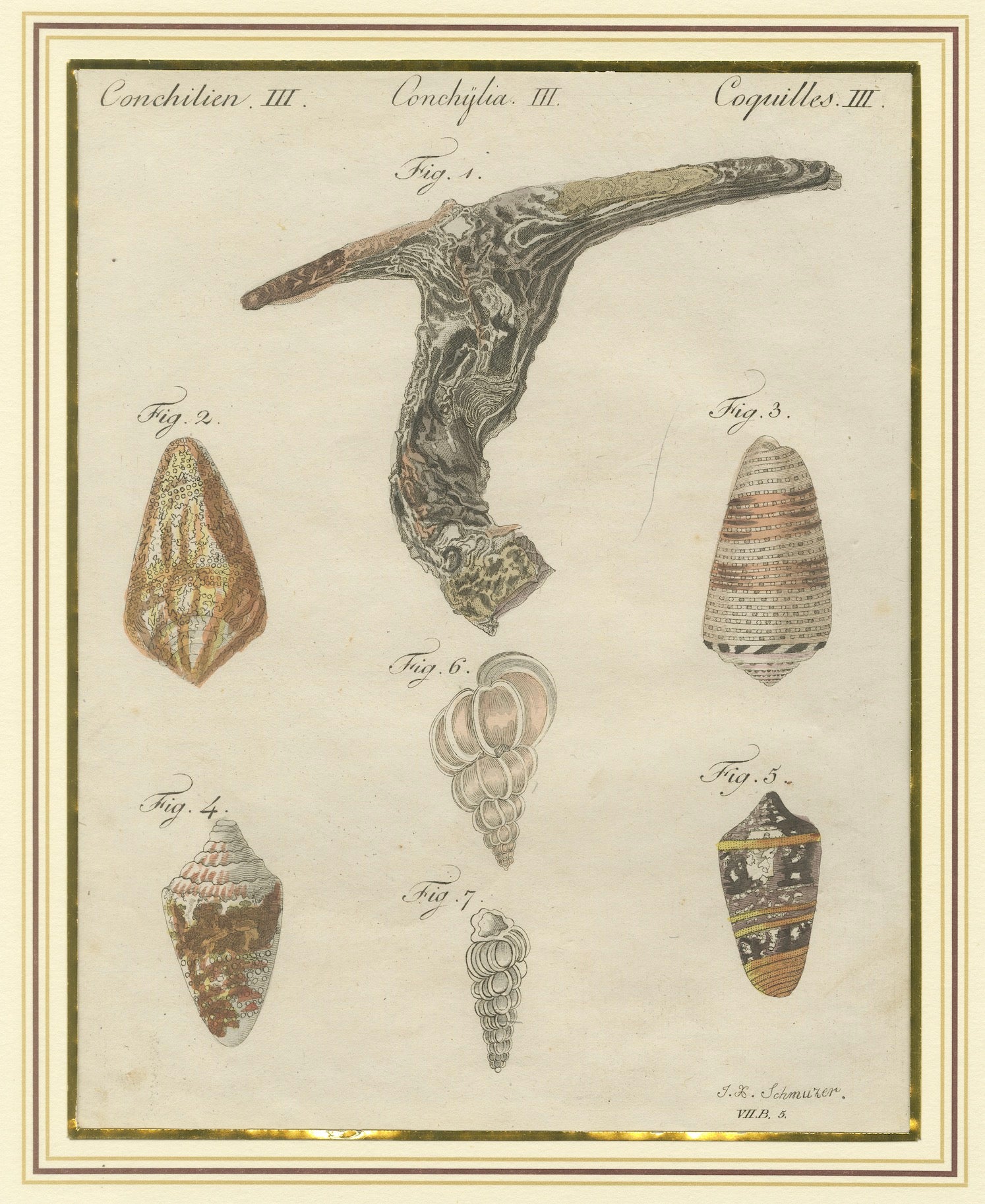 Antique Exotic Seashells & Cone Shells Engraving – Bertuch, c.1800