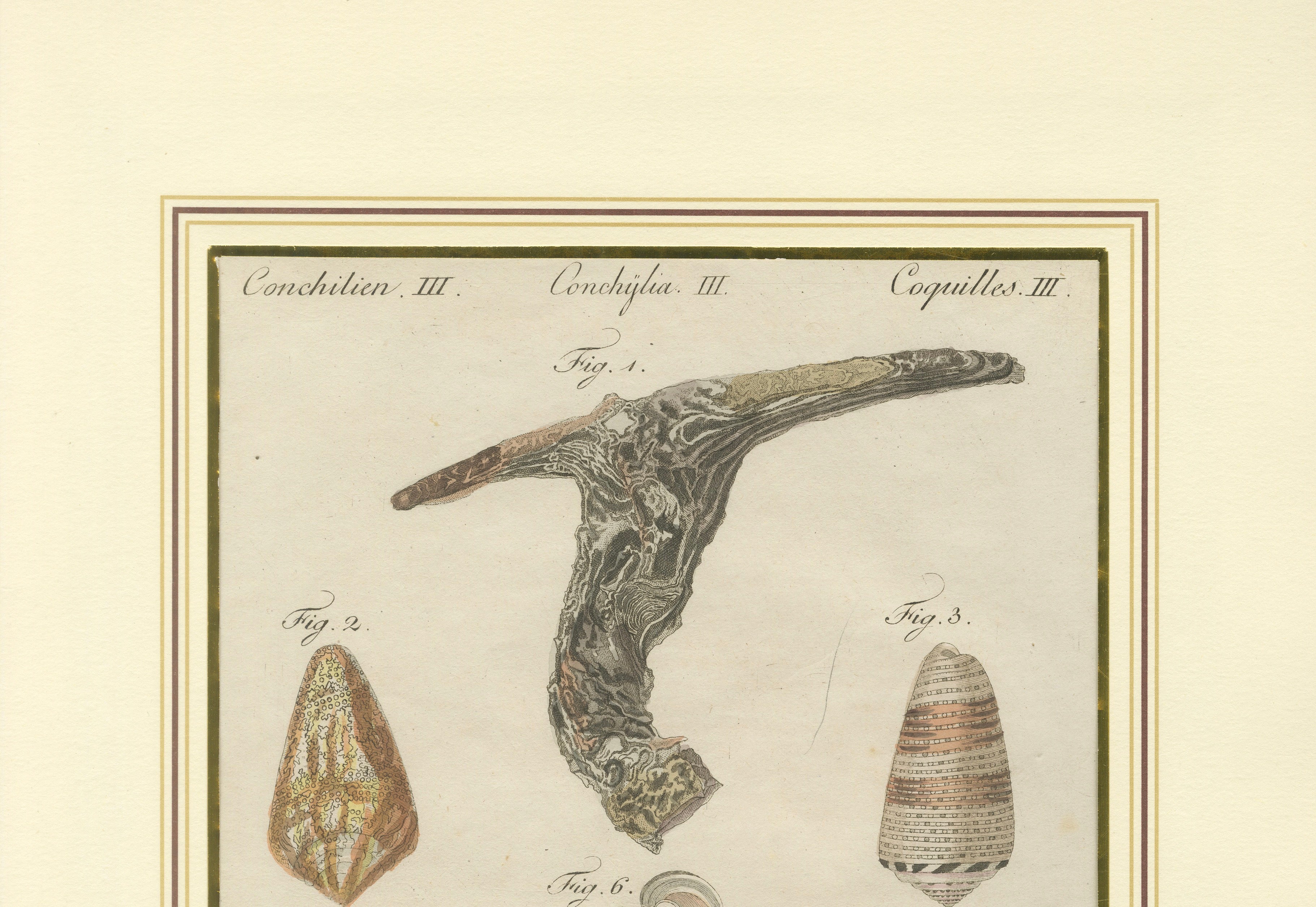 Antique Exotic Seashells & Cone Shells Engraving – Bertuch, c.1800