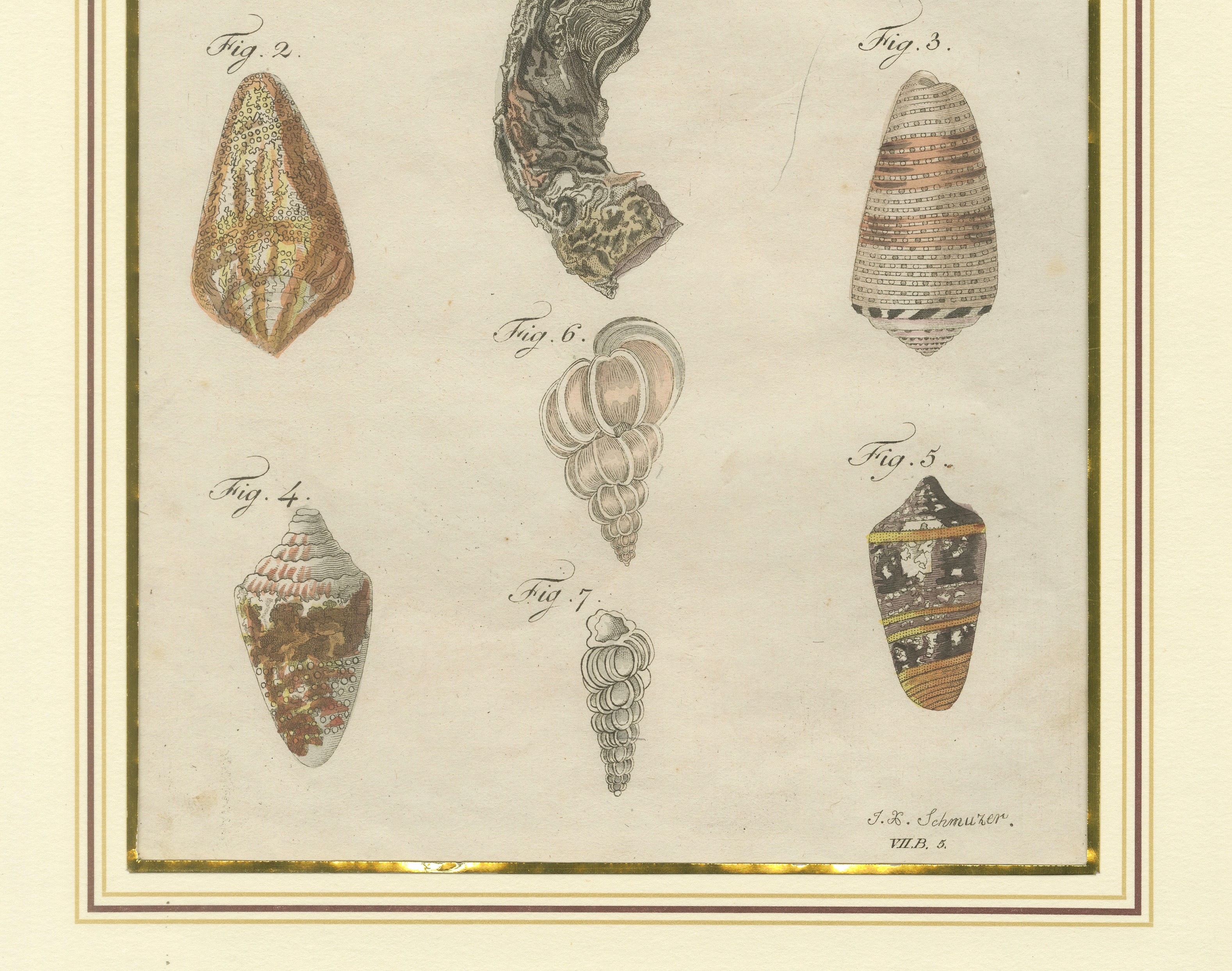 Antique Exotic Seashells & Cone Shells Engraving – Bertuch, c.1800