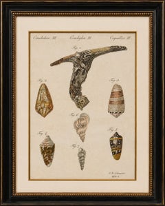 Antique Exotic Seashells & Cone Shells Engraving – Bertuch, c.1800