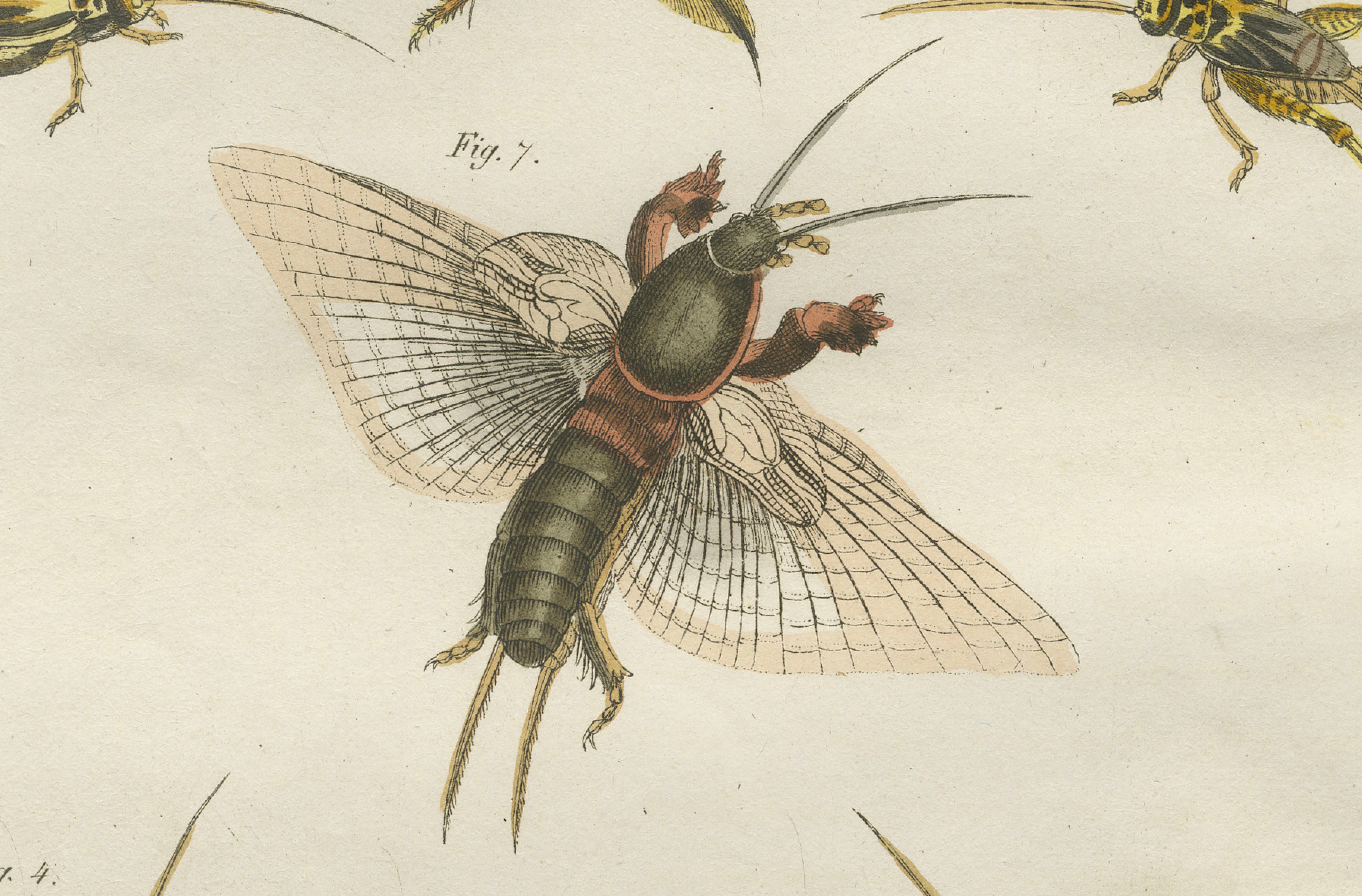 Antique Crickets & Mole Cricket Engraving – Bertuch, 1807
