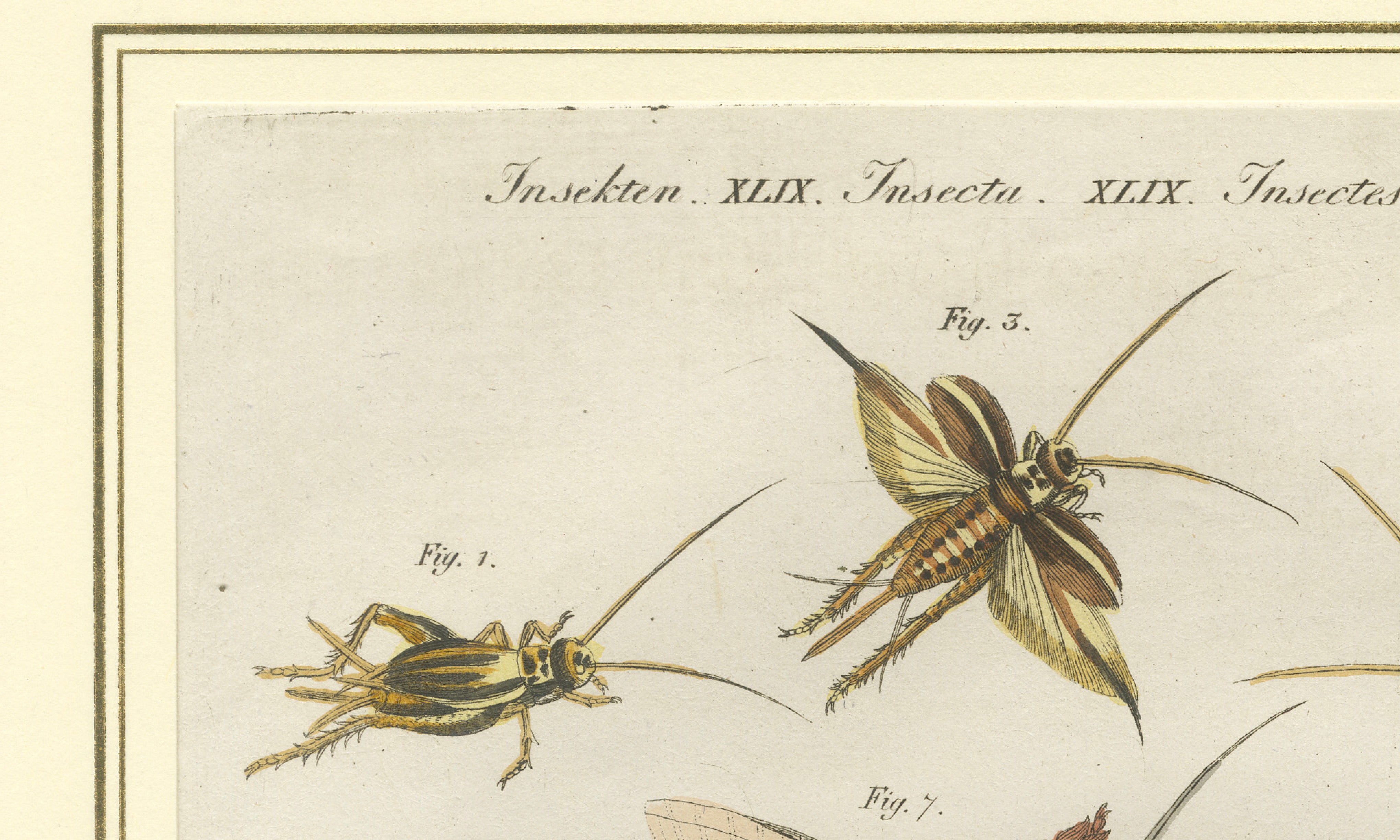 Antique Crickets & Mole Cricket Engraving – Bertuch, 1807