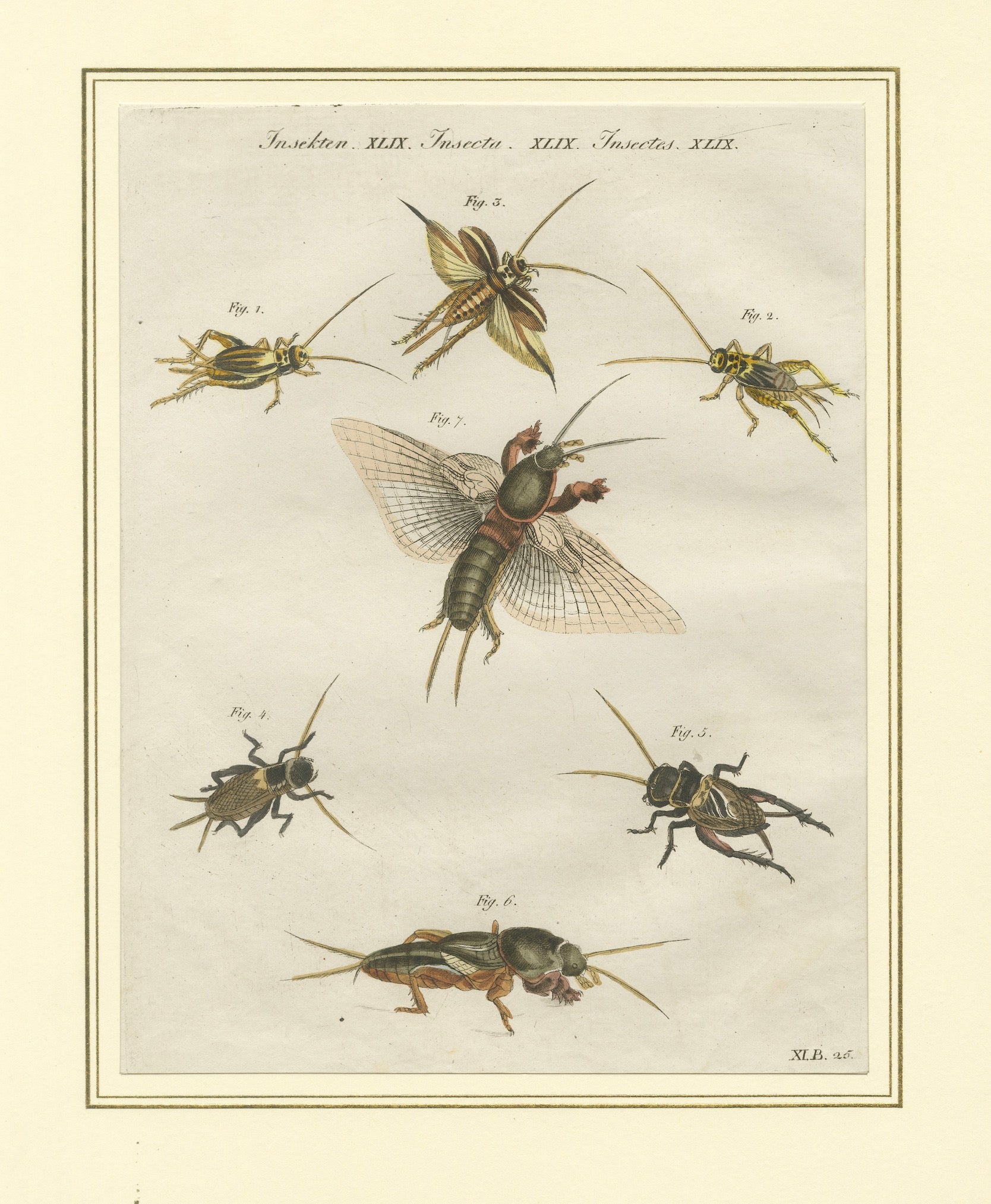 Antique Crickets & Mole Cricket Engraving – Bertuch, 1807