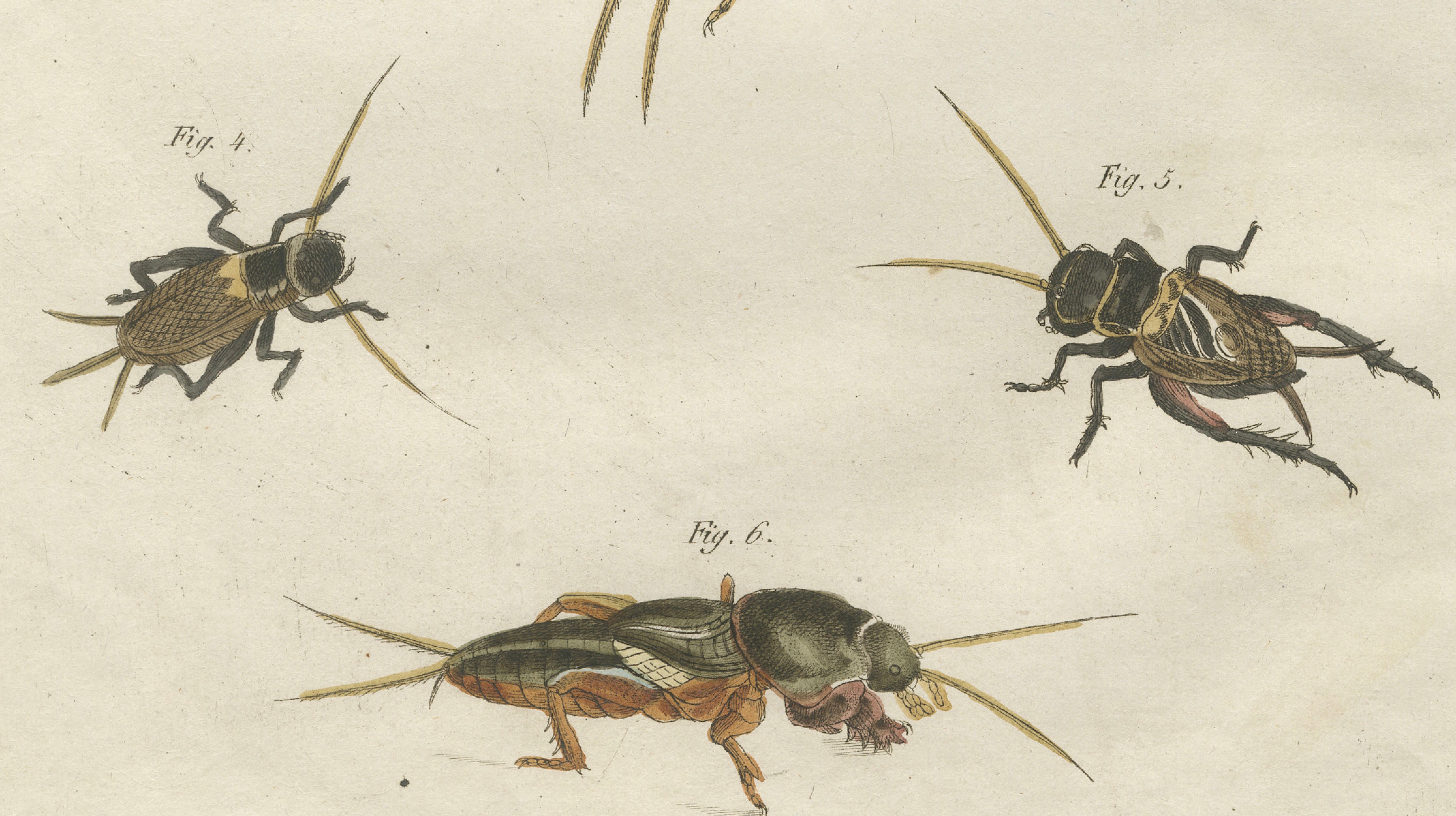 Antique Crickets & Mole Cricket Engraving – Bertuch, 1807