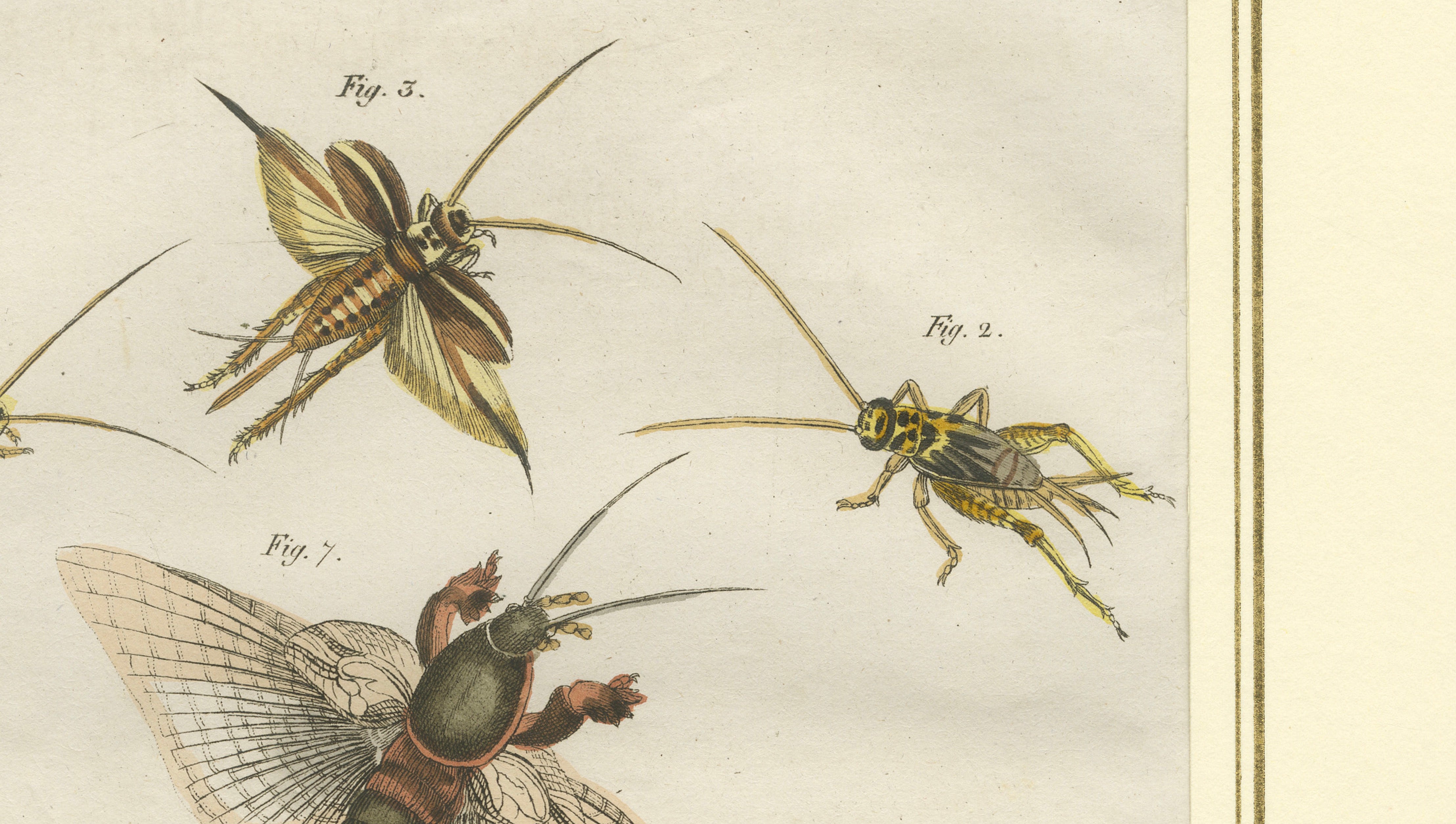 Antique Crickets & Mole Cricket Engraving – Bertuch, 1807