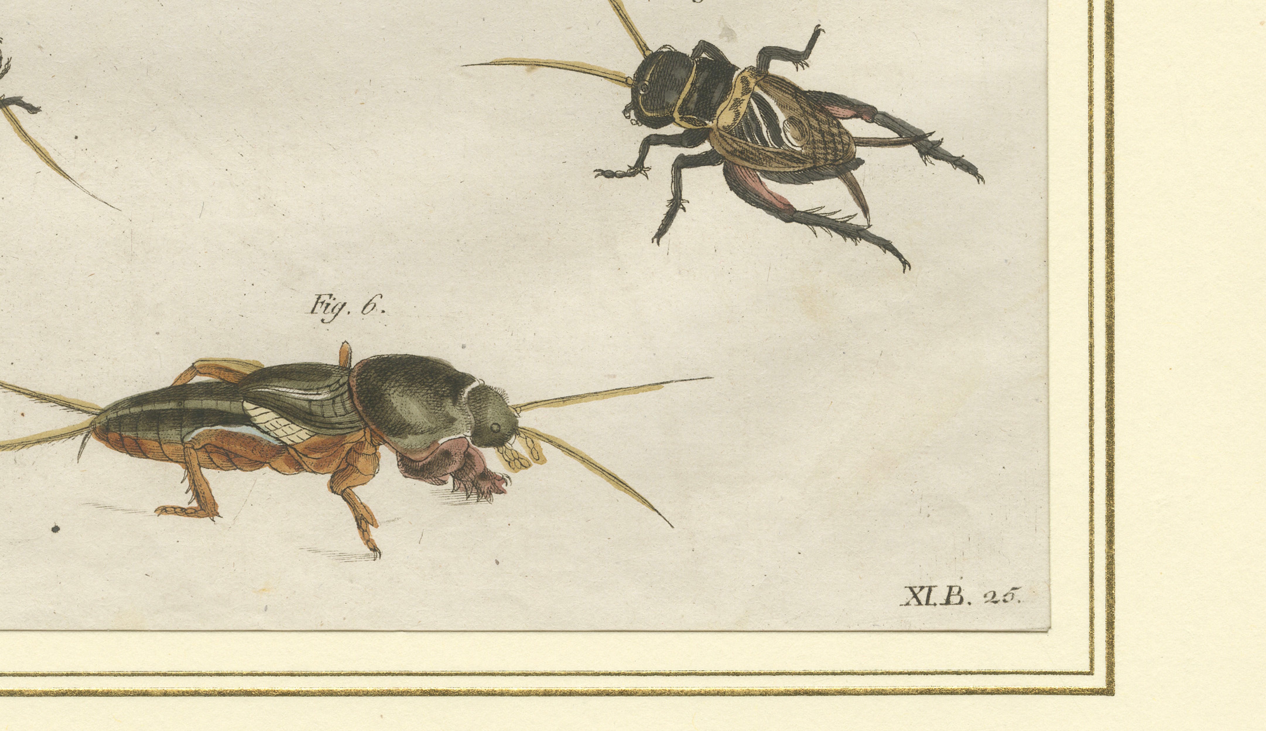 Antique Crickets & Mole Cricket Engraving – Bertuch, 1807