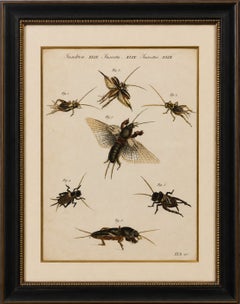 Antique Crickets & Mole Cricket Engraving – Bertuch, 1807