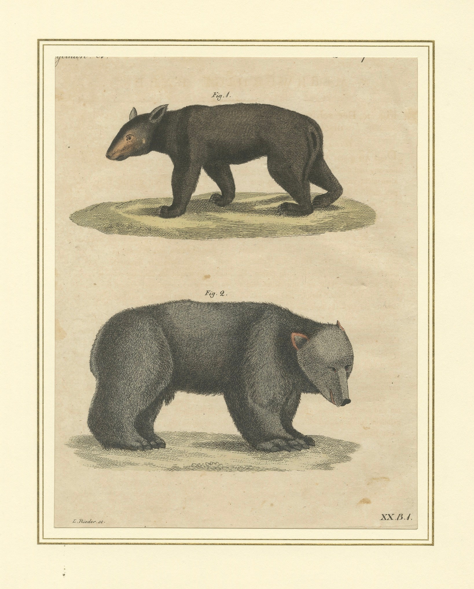 Antique Tapir & Bear Zoological Engraving – Bertuch, c. 1800