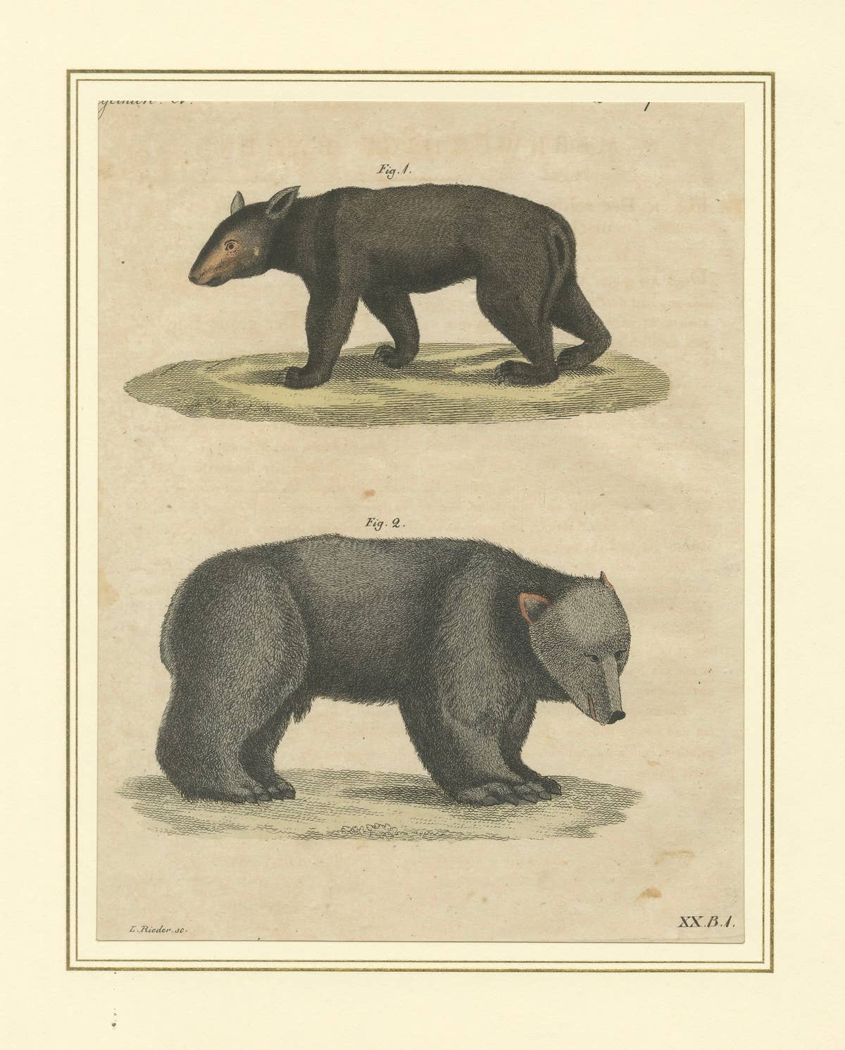 Antique Tapir & Bear Zoological Engraving – Bertuch, c. 1800