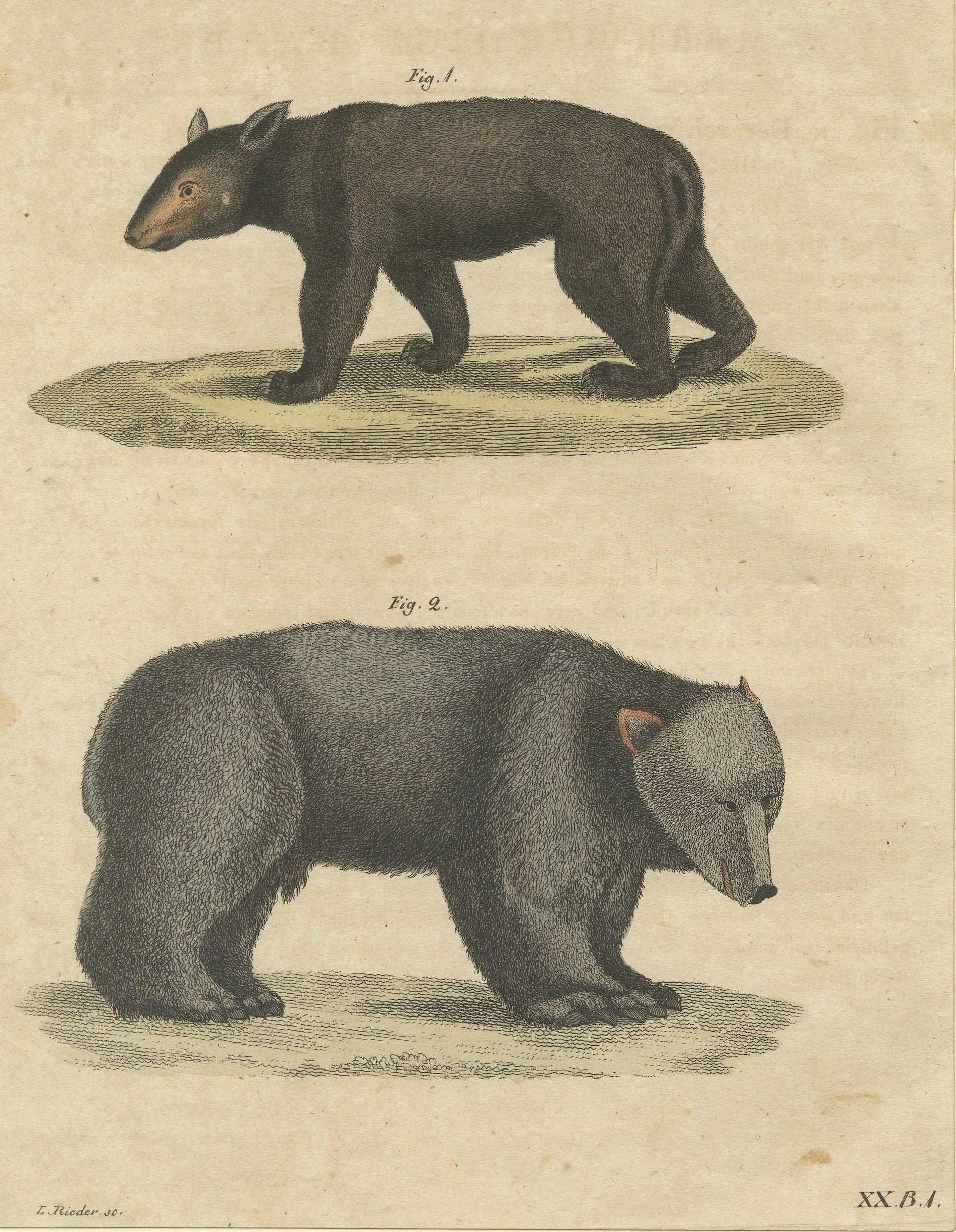 Antique Tapir & Bear Zoological Engraving – Bertuch, c. 1800