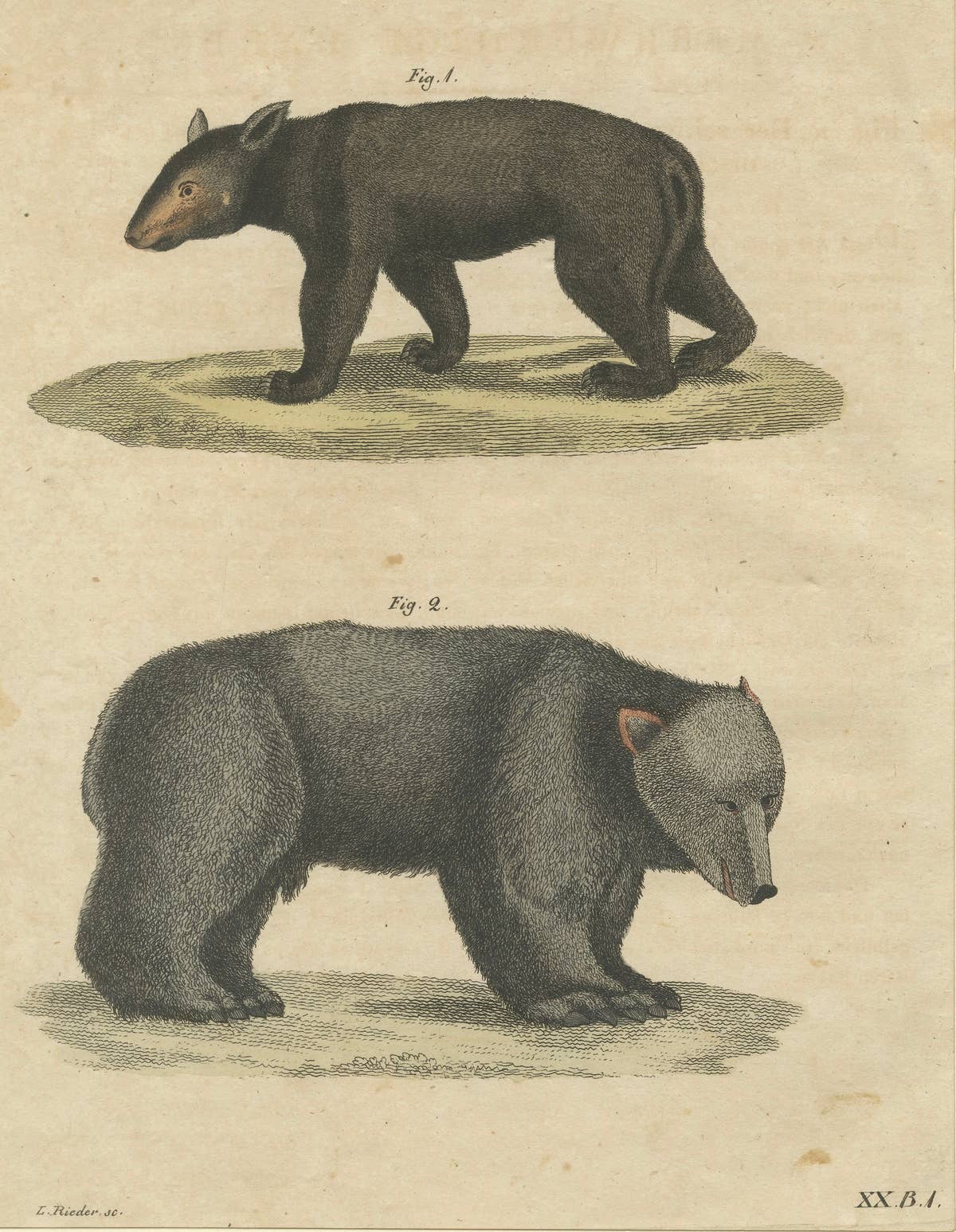 Antique Tapir & Bear Zoological Engraving – Bertuch, c. 1800