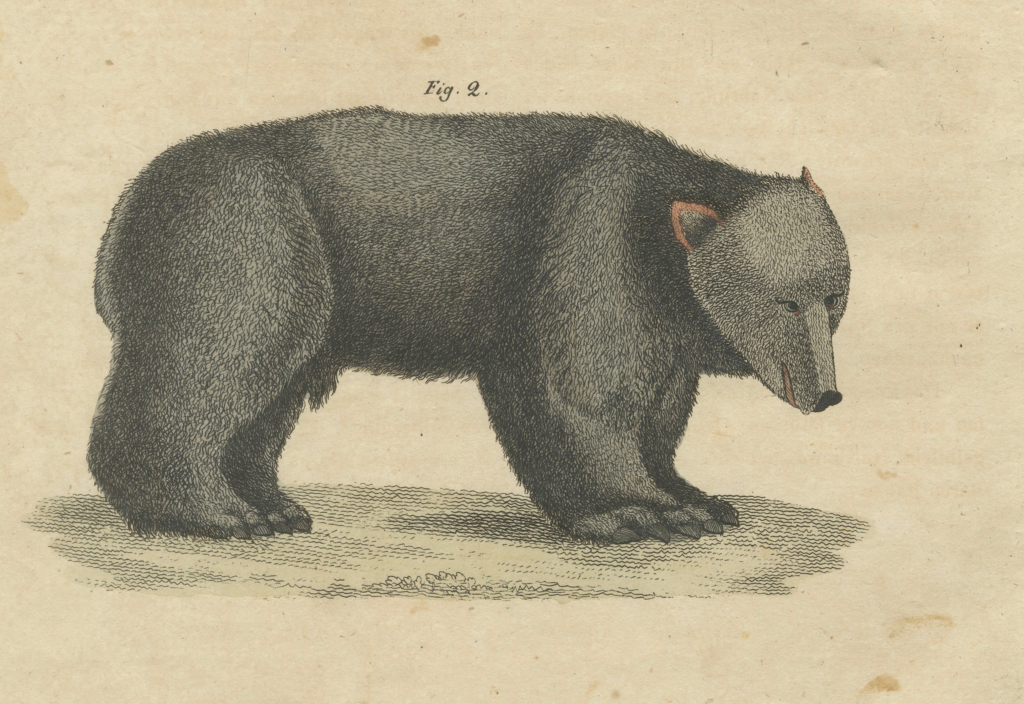 Antique Tapir & Bear Zoological Engraving – Bertuch, c. 1800