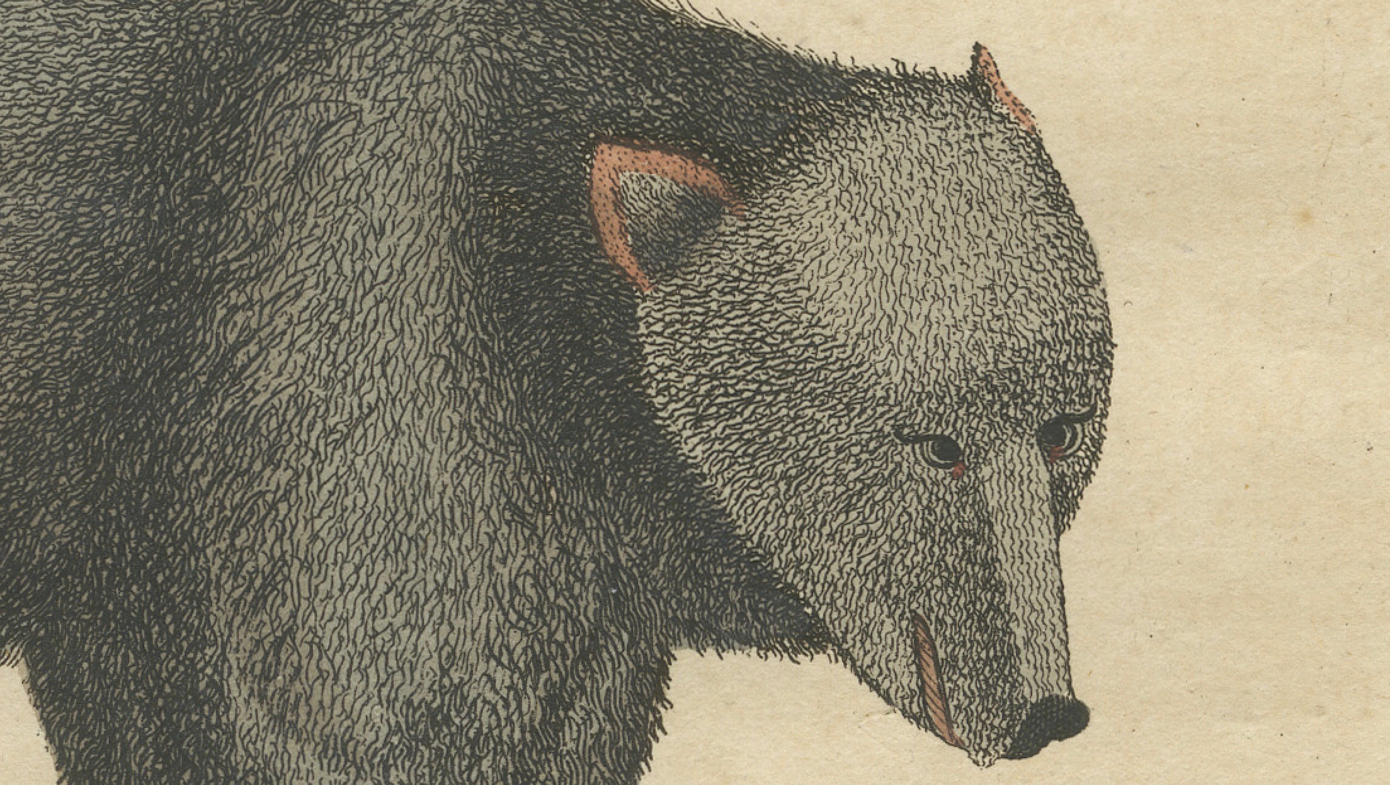 Antique Tapir & Bear Zoological Engraving – Bertuch, c. 1800