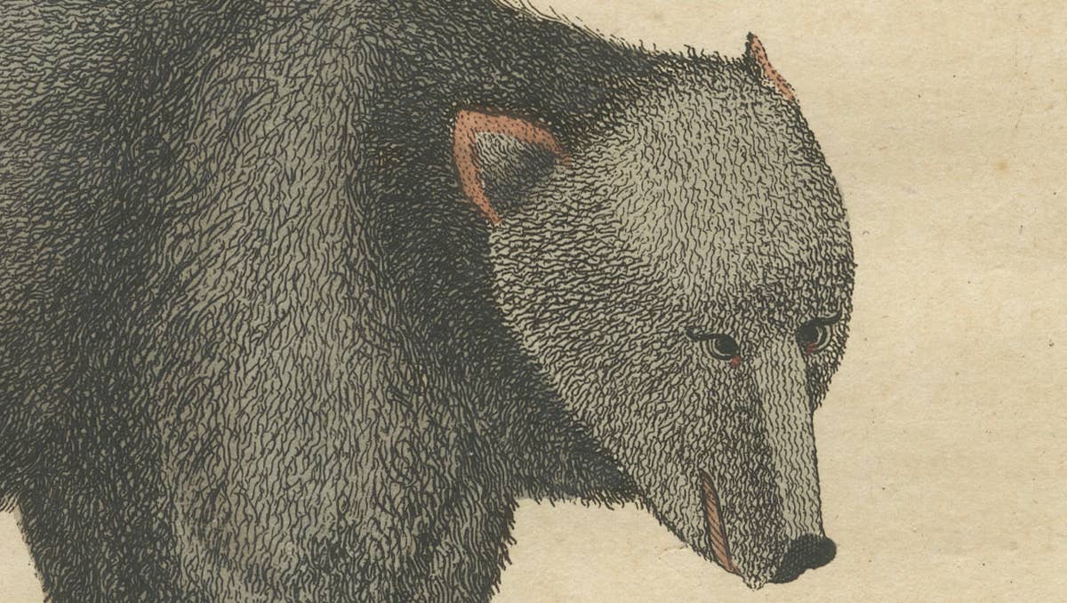Antique Tapir & Bear Zoological Engraving – Bertuch, c. 1800