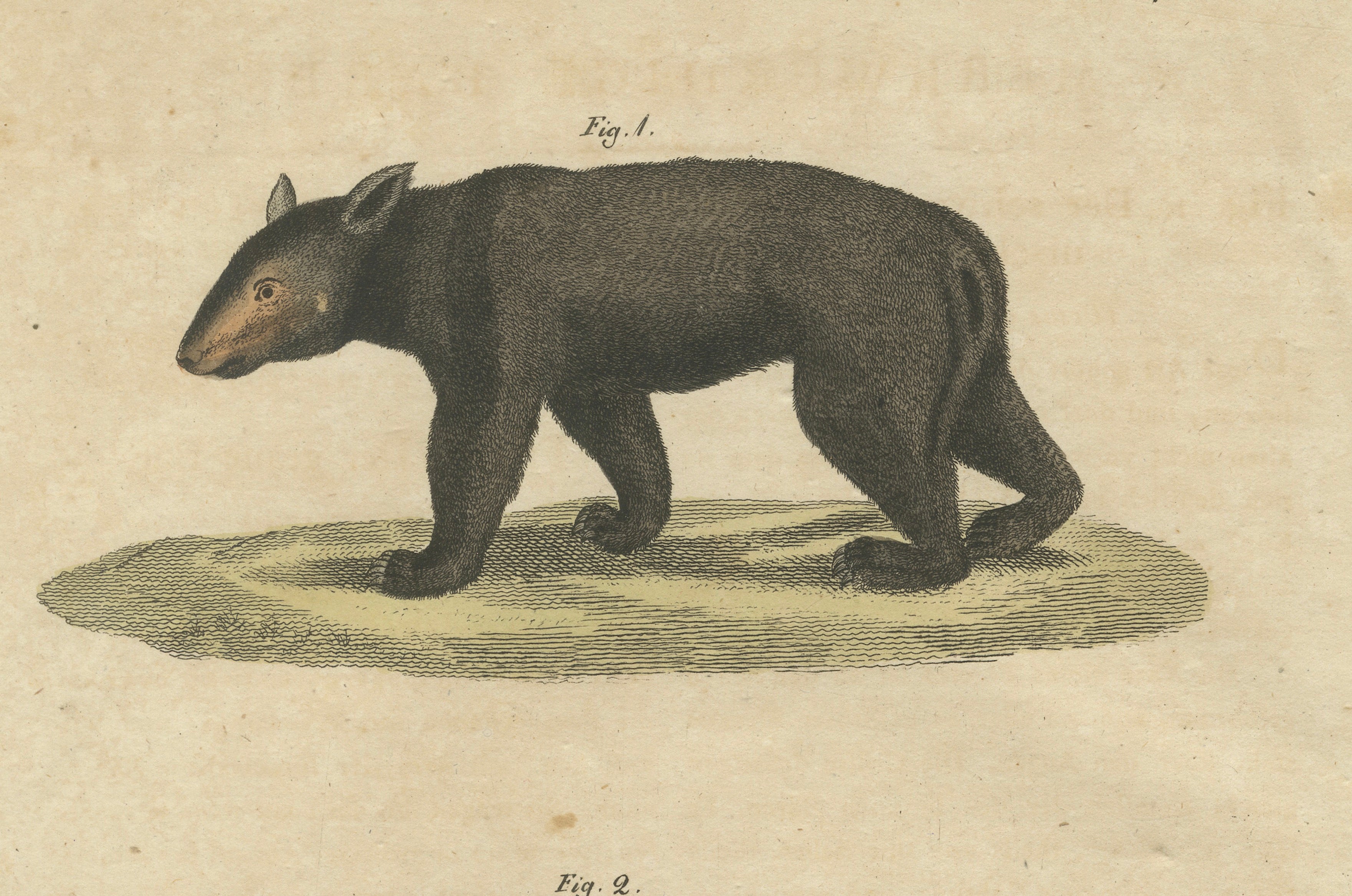 Antique Tapir & Bear Zoological Engraving – Bertuch, c. 1800
