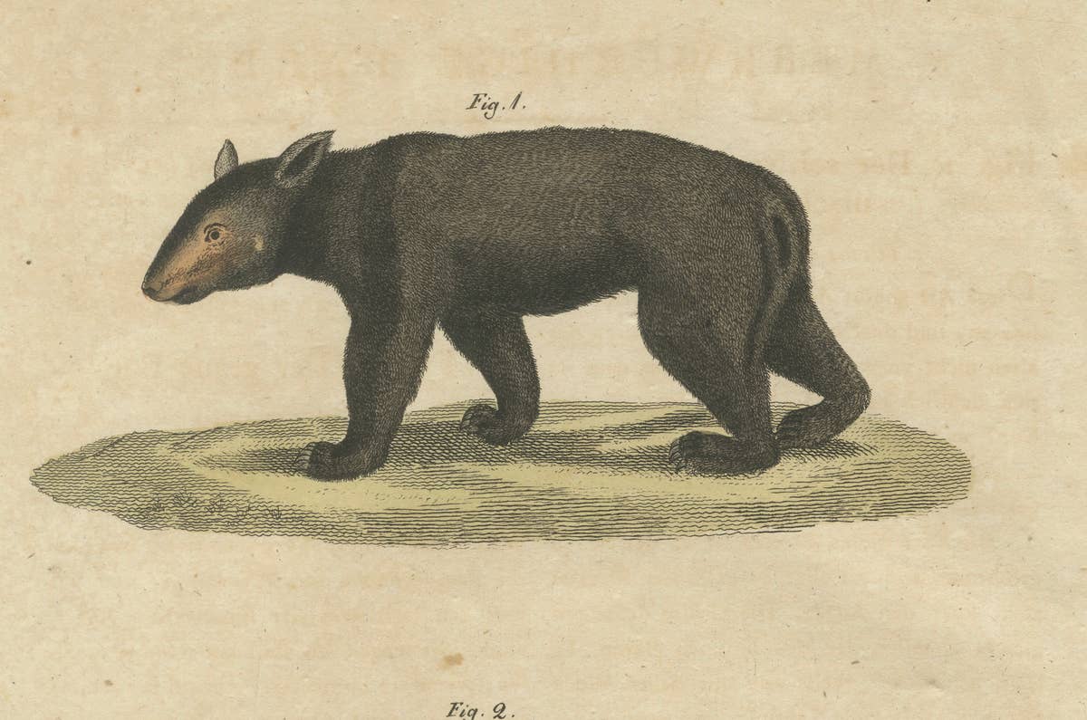Antique Tapir & Bear Zoological Engraving – Bertuch, c. 1800