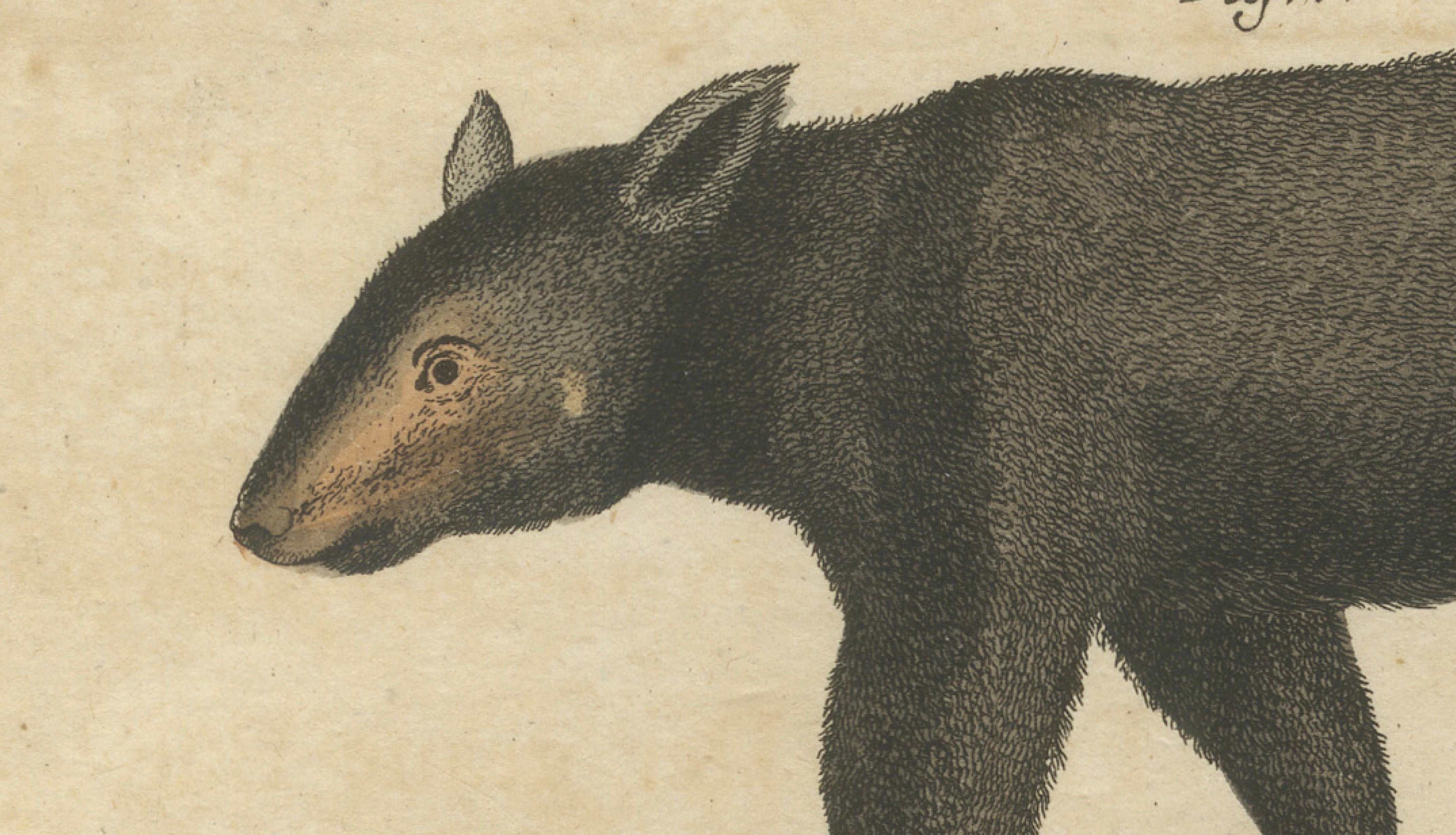 Antique Tapir & Bear Zoological Engraving – Bertuch, c. 1800