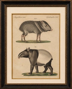 Antique Malayan Tapir & Collared Peccary Engraving – Bertuch, c.1815