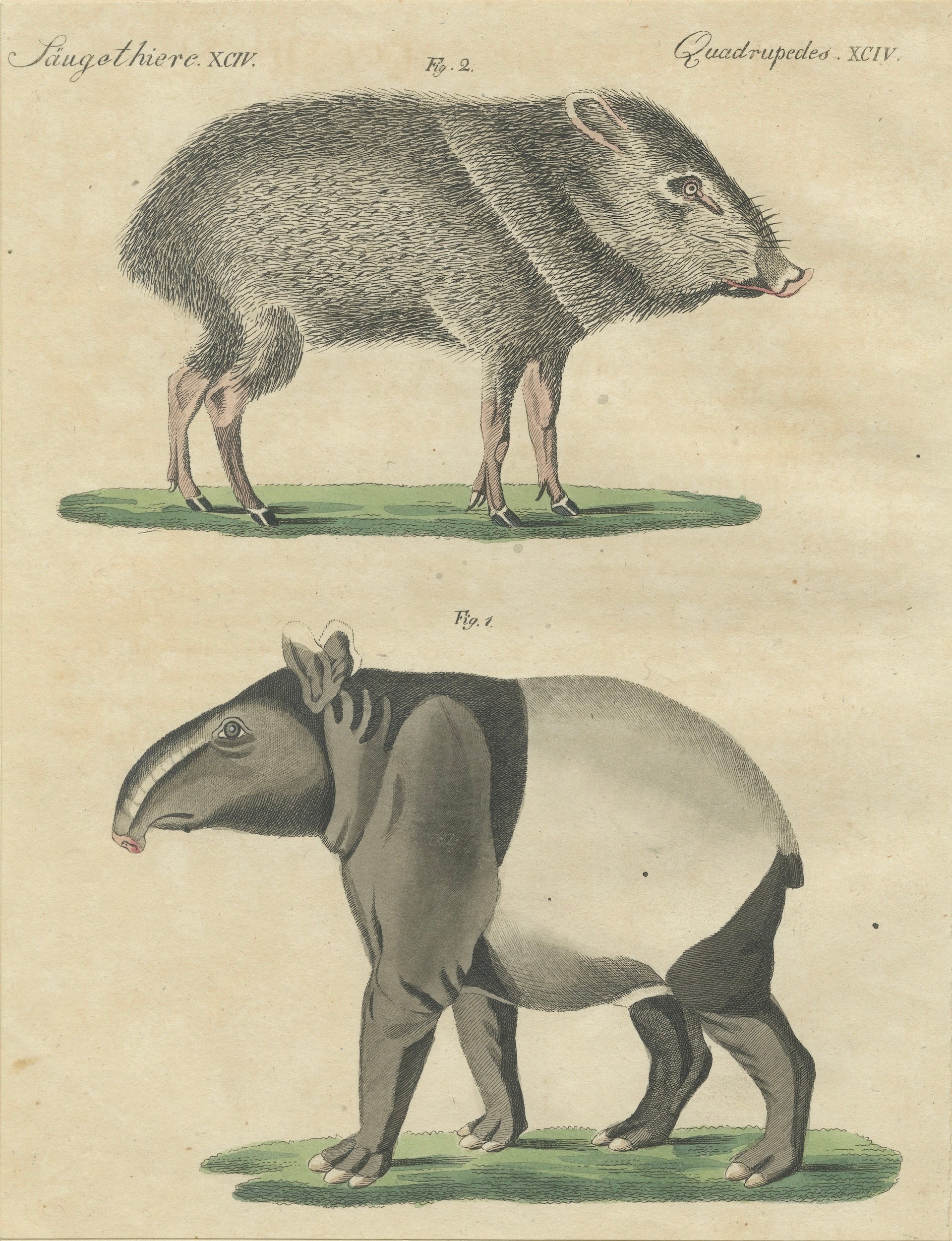 Antique Malayan Tapir & Collared Peccary Engraving – Bertuch, c.1815