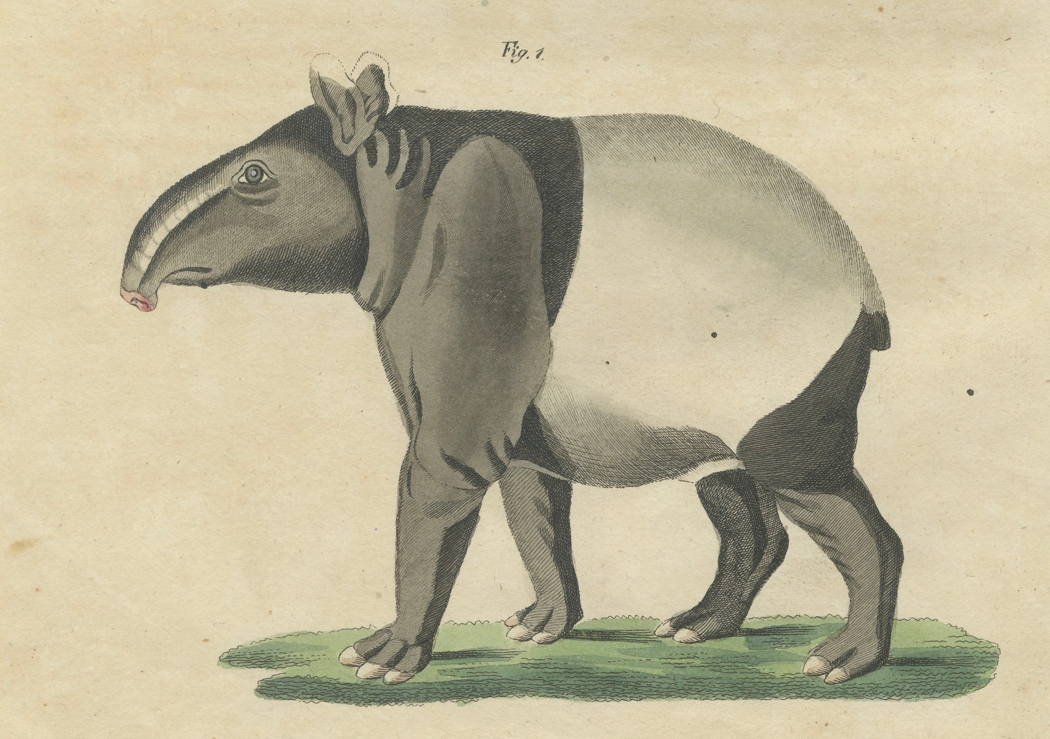 Antique Malayan Tapir & Collared Peccary Engraving – Bertuch, c.1815