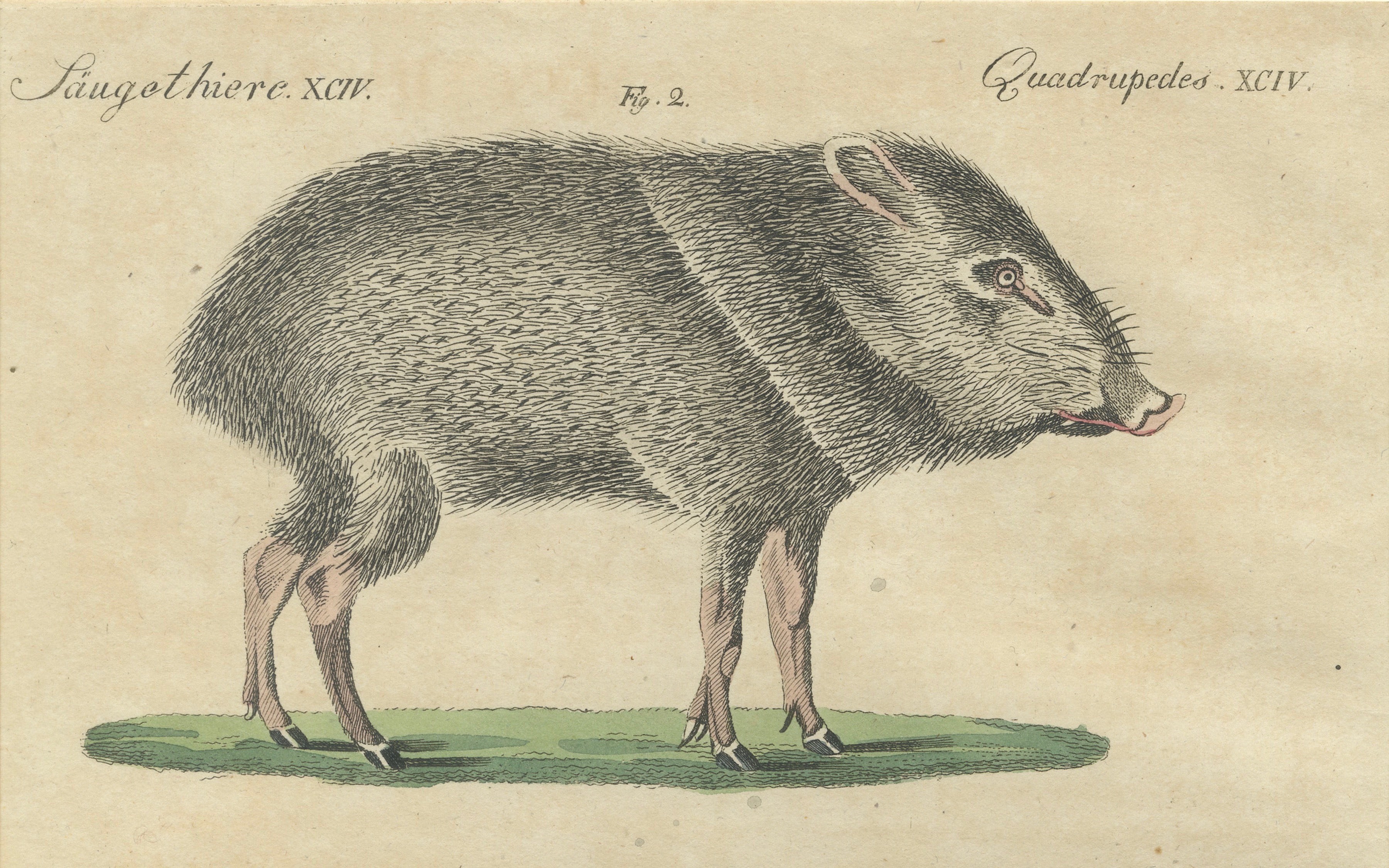 Antique Malayan Tapir & Collared Peccary Engraving – Bertuch, c.1815