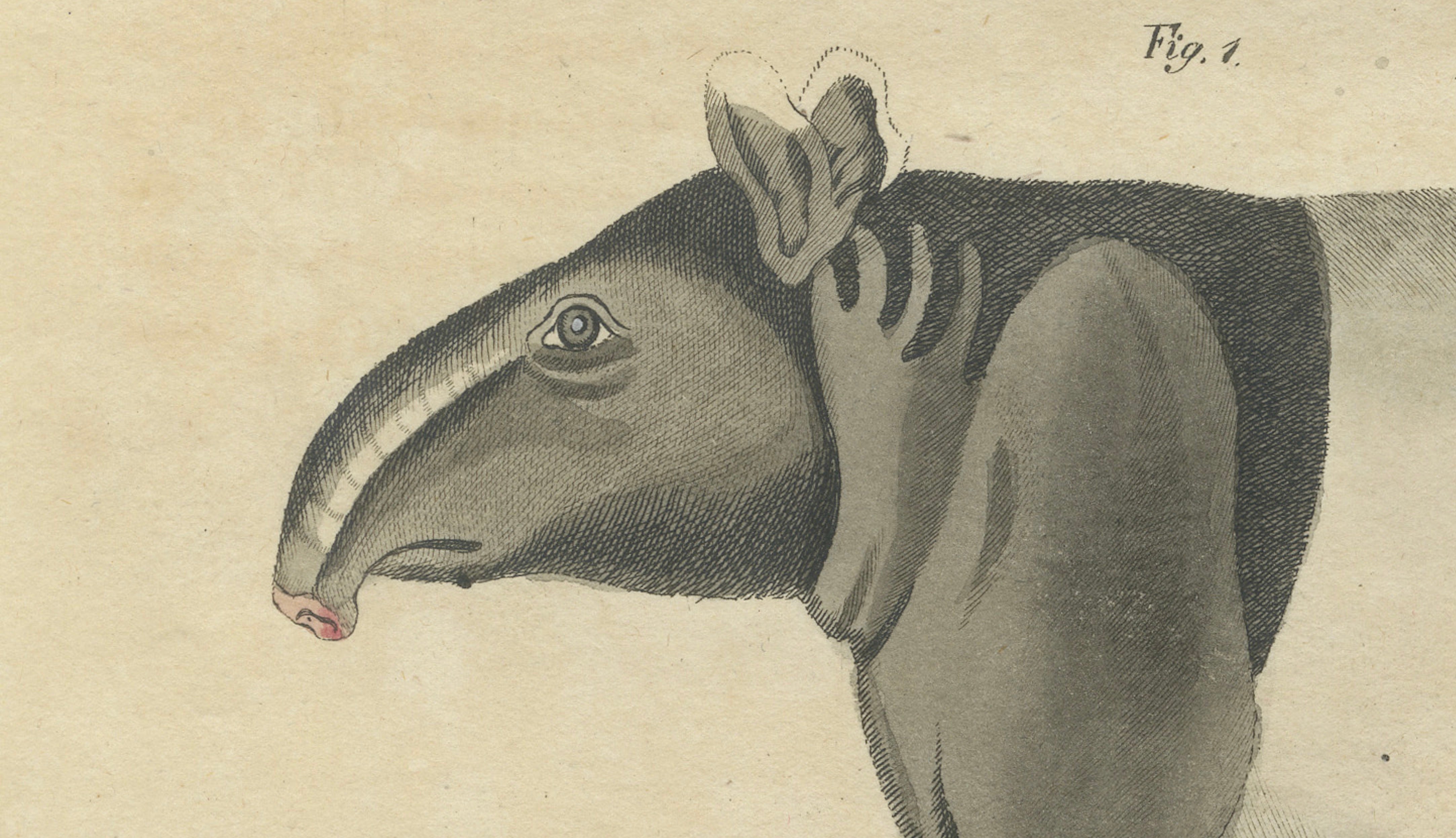 Antique Malayan Tapir & Collared Peccary Engraving – Bertuch, c.1815