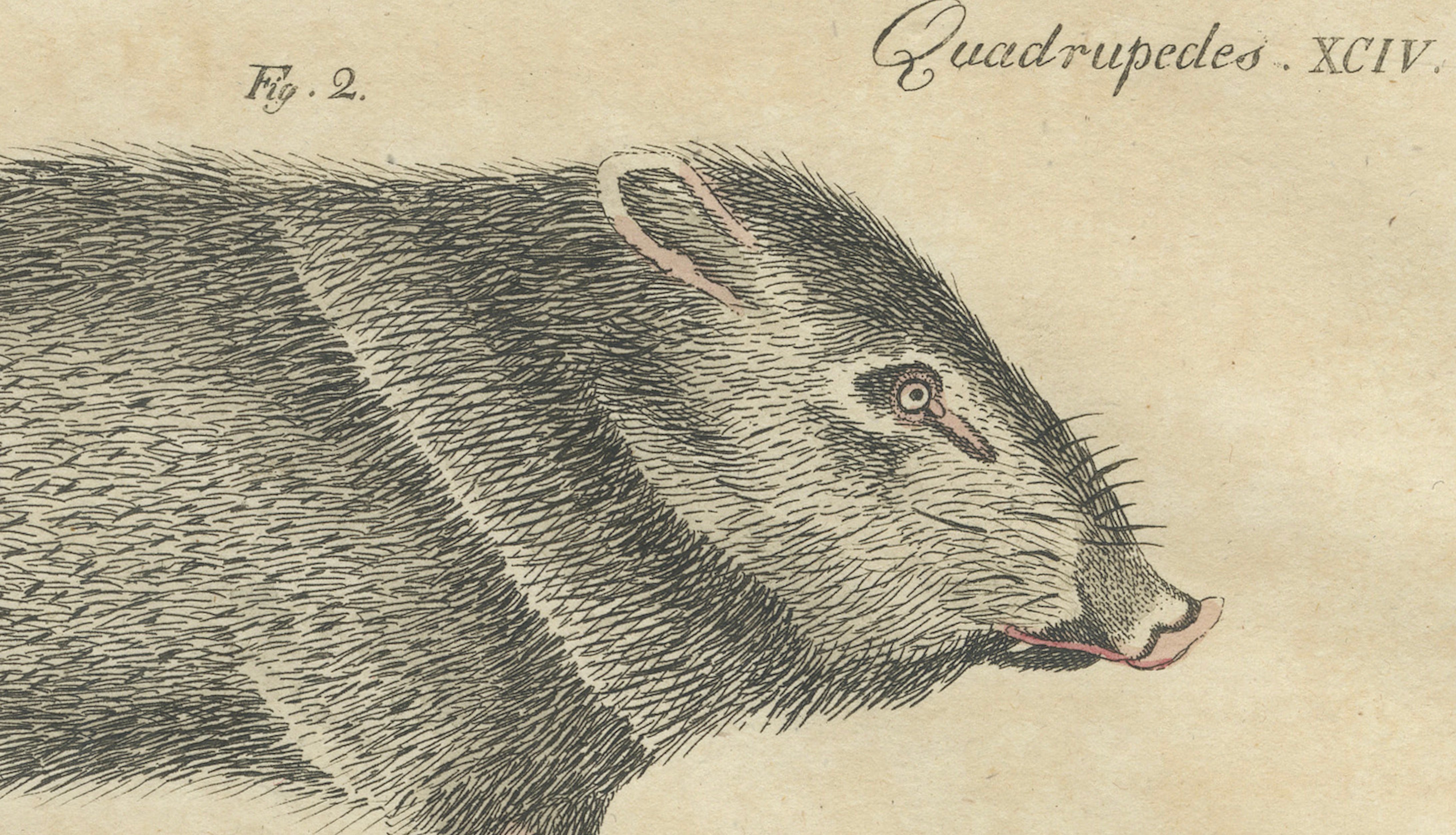 Antique Malayan Tapir & Collared Peccary Engraving – Bertuch, c.1815