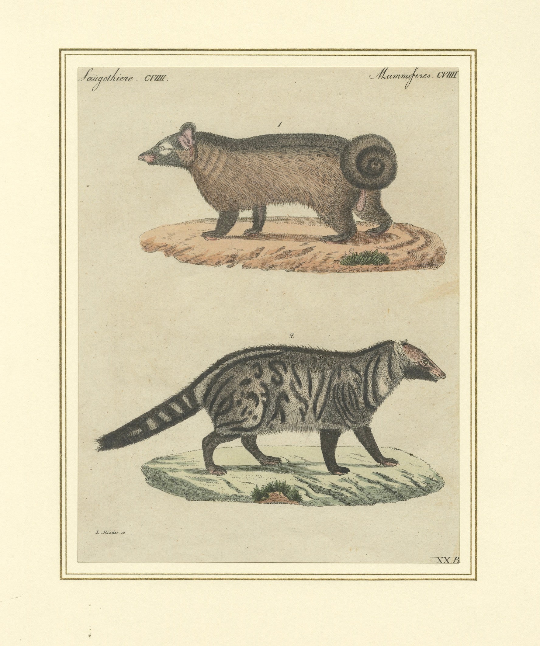 Antique Asian Civets & Kopi Luwak Natural History Engraving – Bertuch, 1820