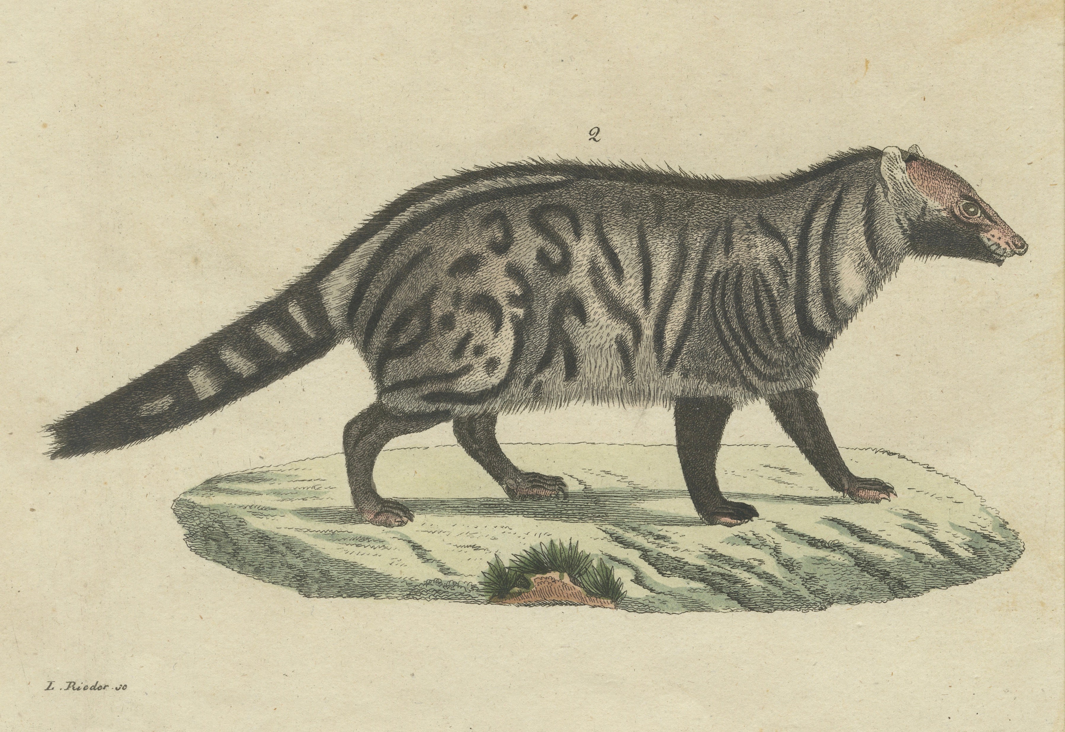 Antique Asian Civets & Kopi Luwak Natural History Engraving – Bertuch, 1820