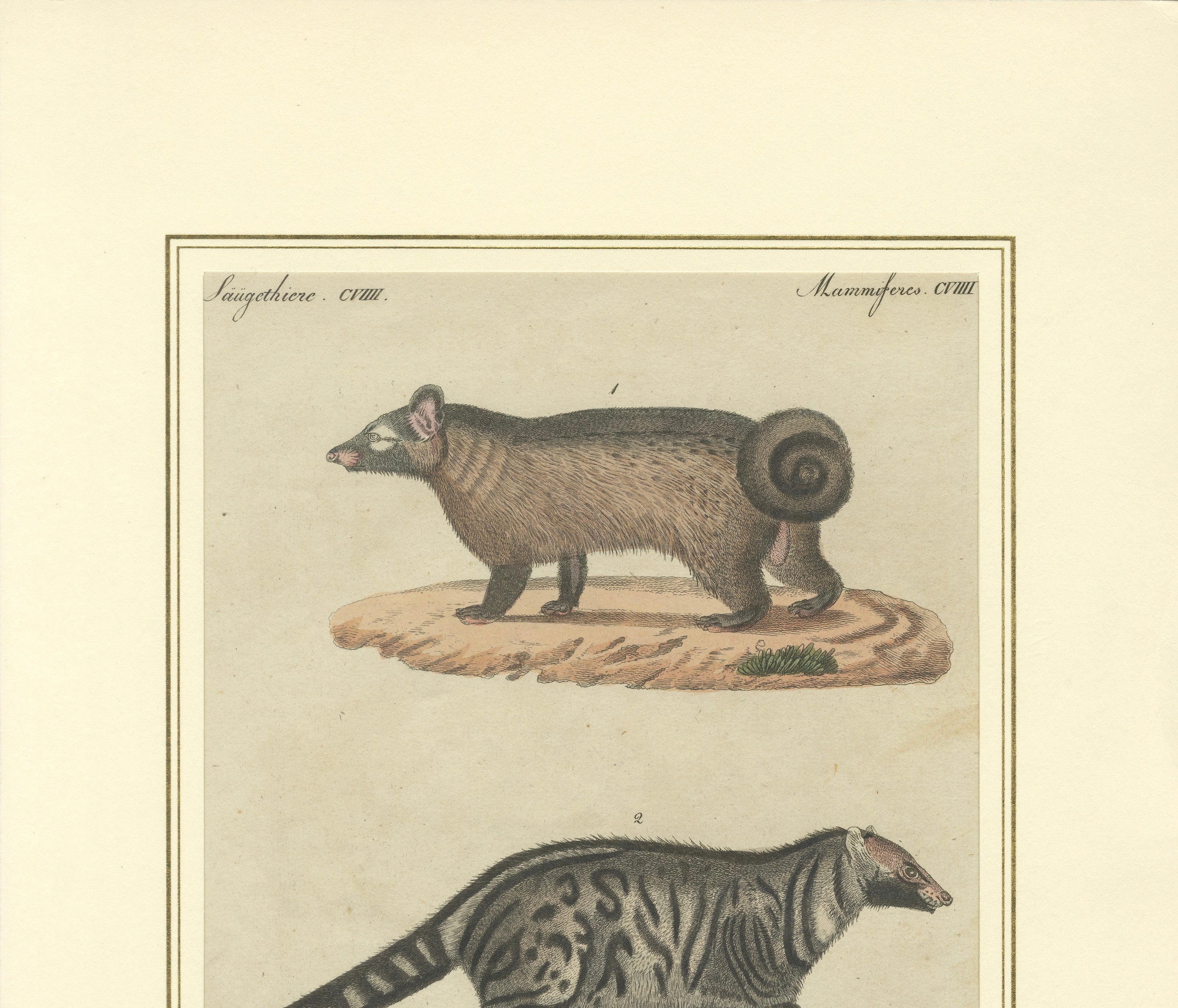 Antique Asian Civets & Kopi Luwak Natural History Engraving – Bertuch, 1820