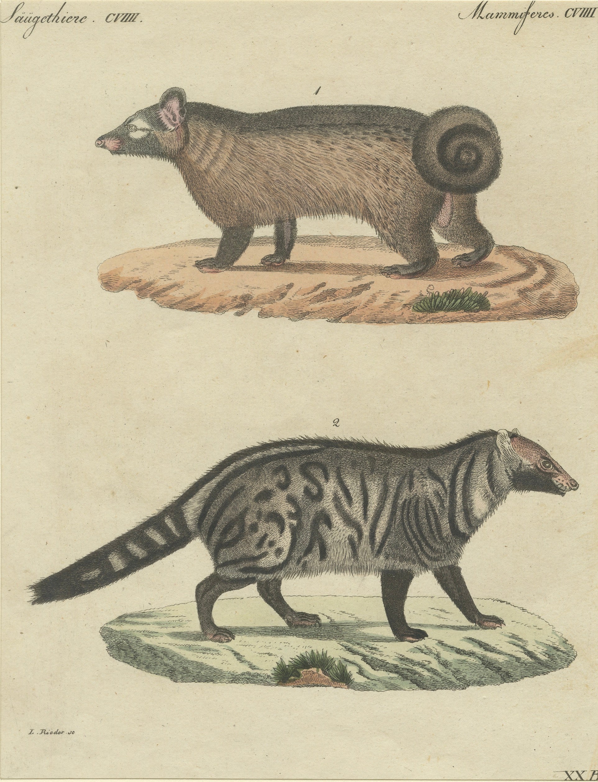 Antique Asian Civets & Kopi Luwak Natural History Engraving – Bertuch, 1820
