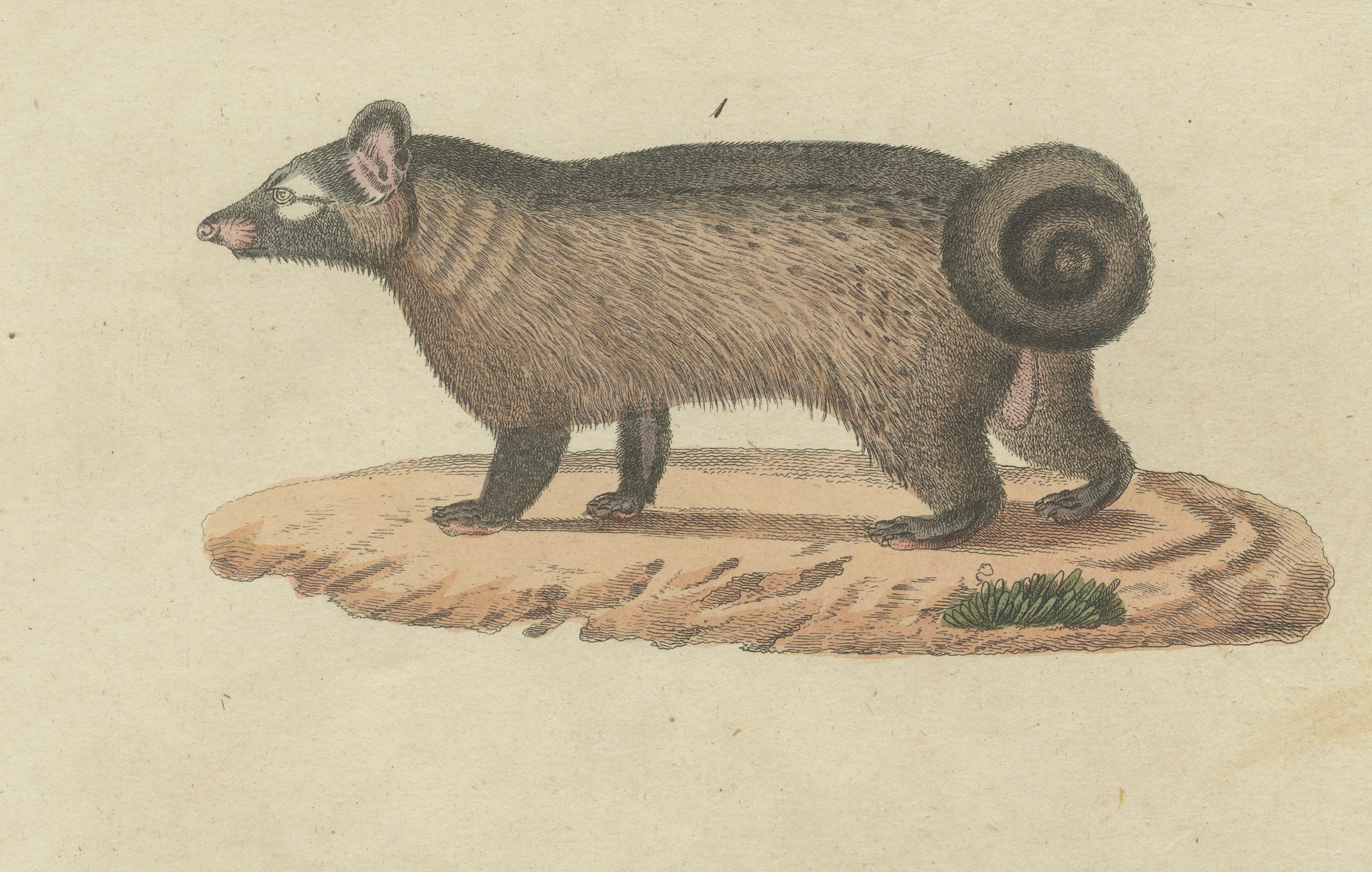 Antique Asian Civets & Kopi Luwak Natural History Engraving – Bertuch, 1820