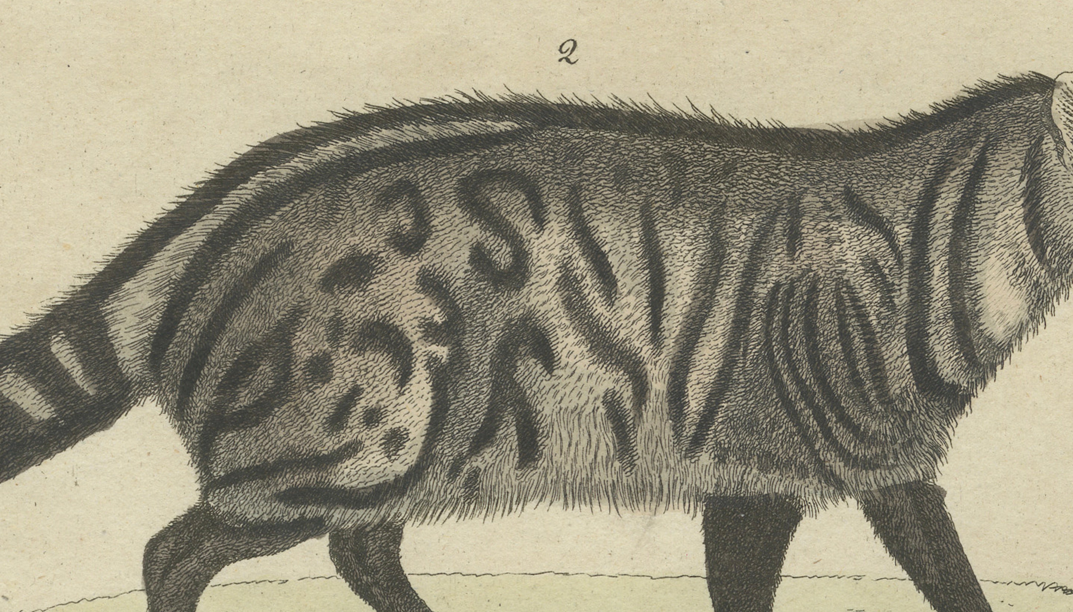 Antique Asian Civets & Kopi Luwak Natural History Engraving – Bertuch, 1820