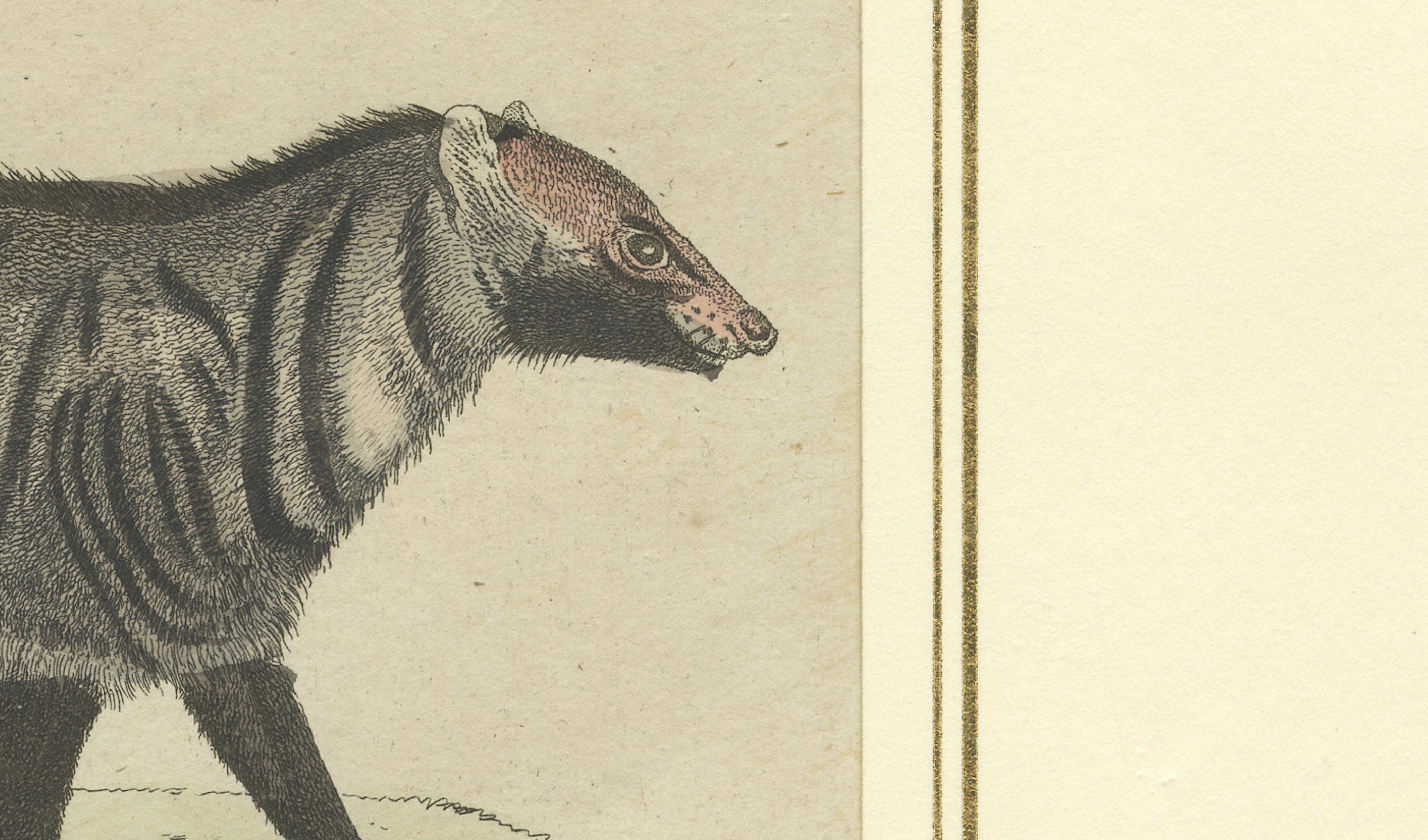Antique Asian Civets & Kopi Luwak Natural History Engraving – Bertuch, 1820